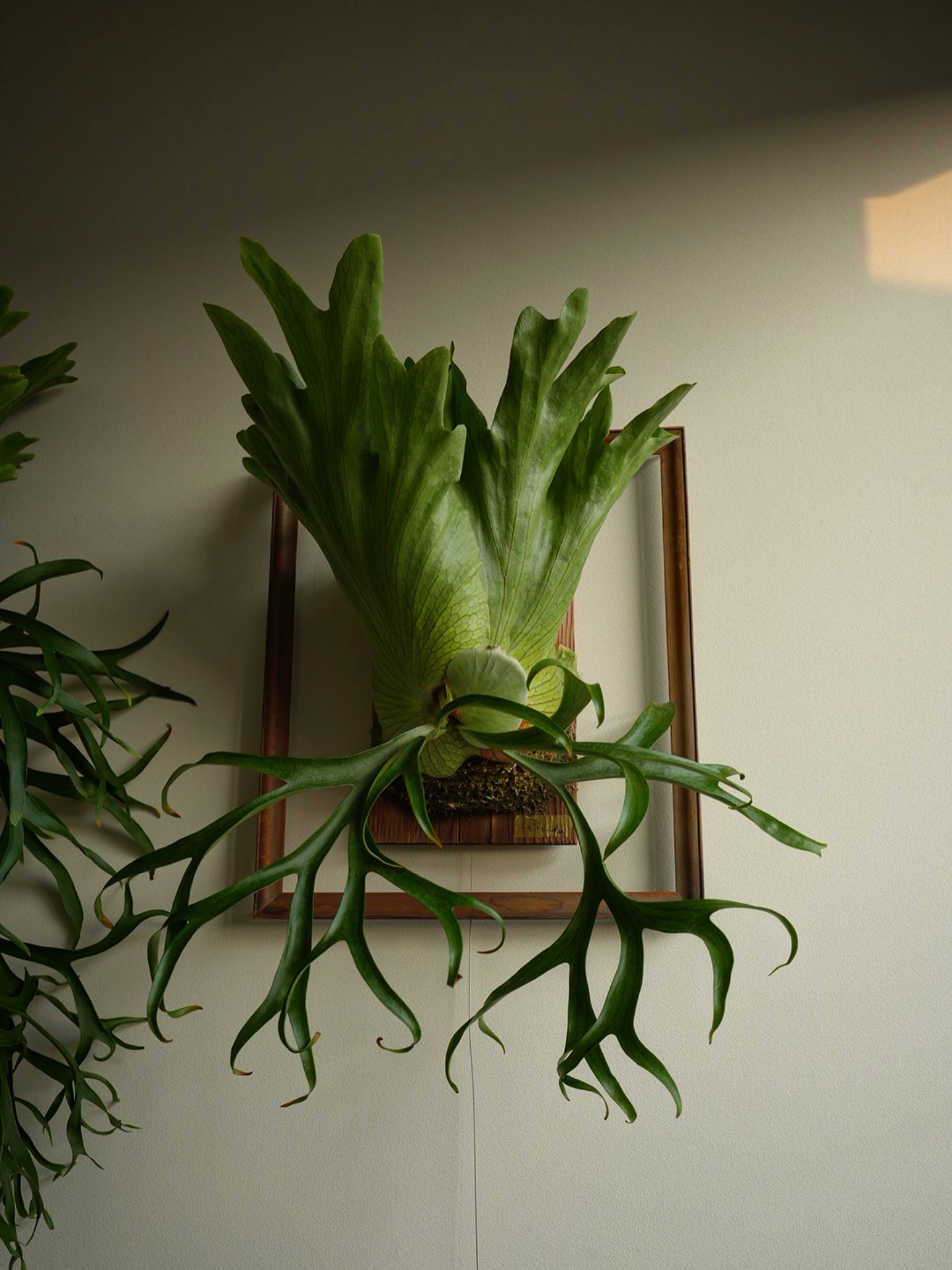 P.coronarium from @katsu_hibino ビカクシダの概念をやっと理解した生成