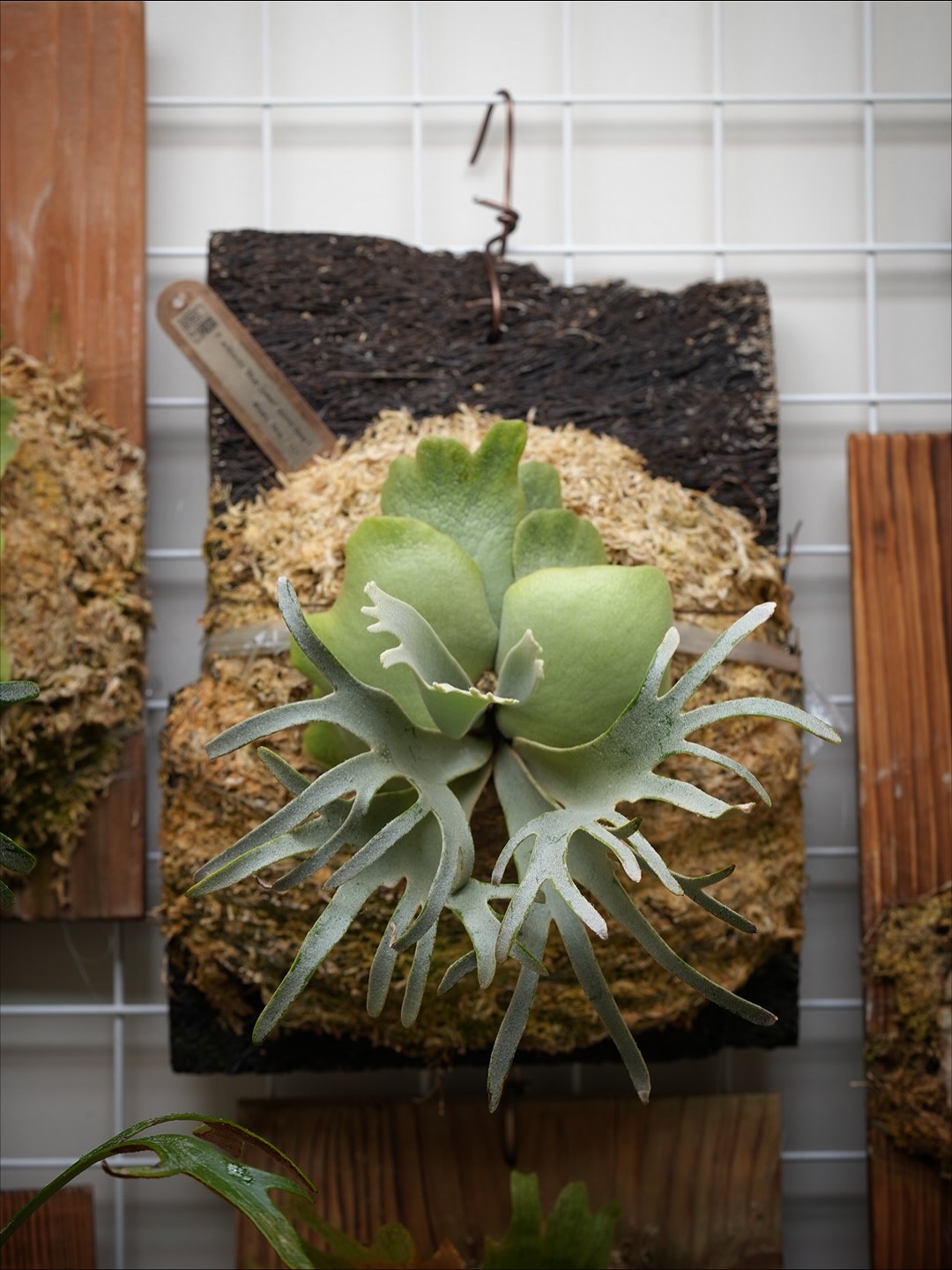 Platycerium willinckii 'Blue Queen' spore dwarf fr