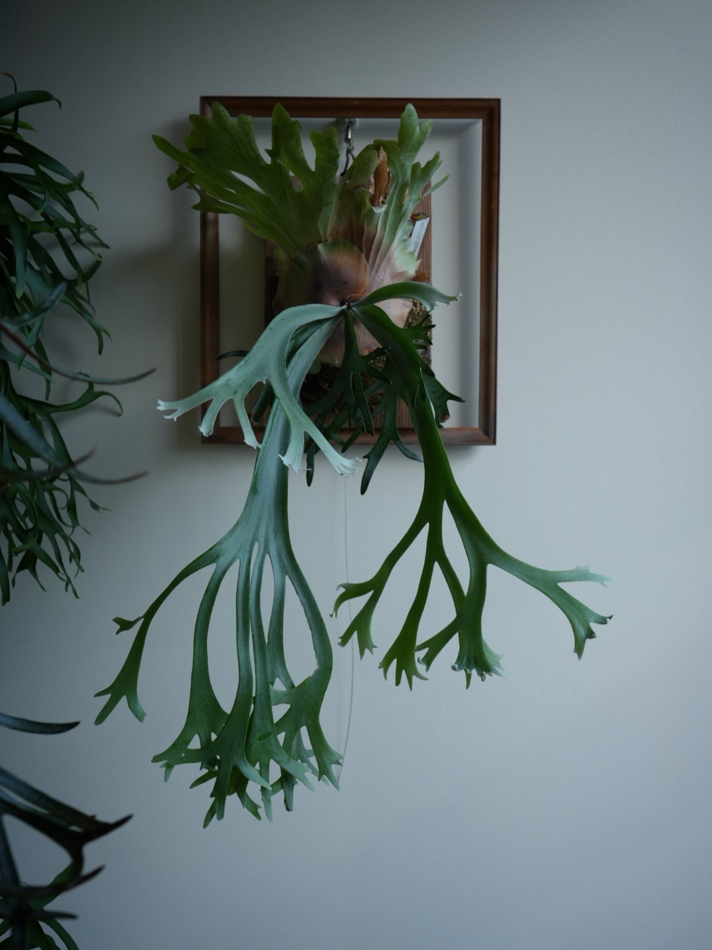 P.willinckii gabriel from @iggy421 ダコニールをダニコールだと読み