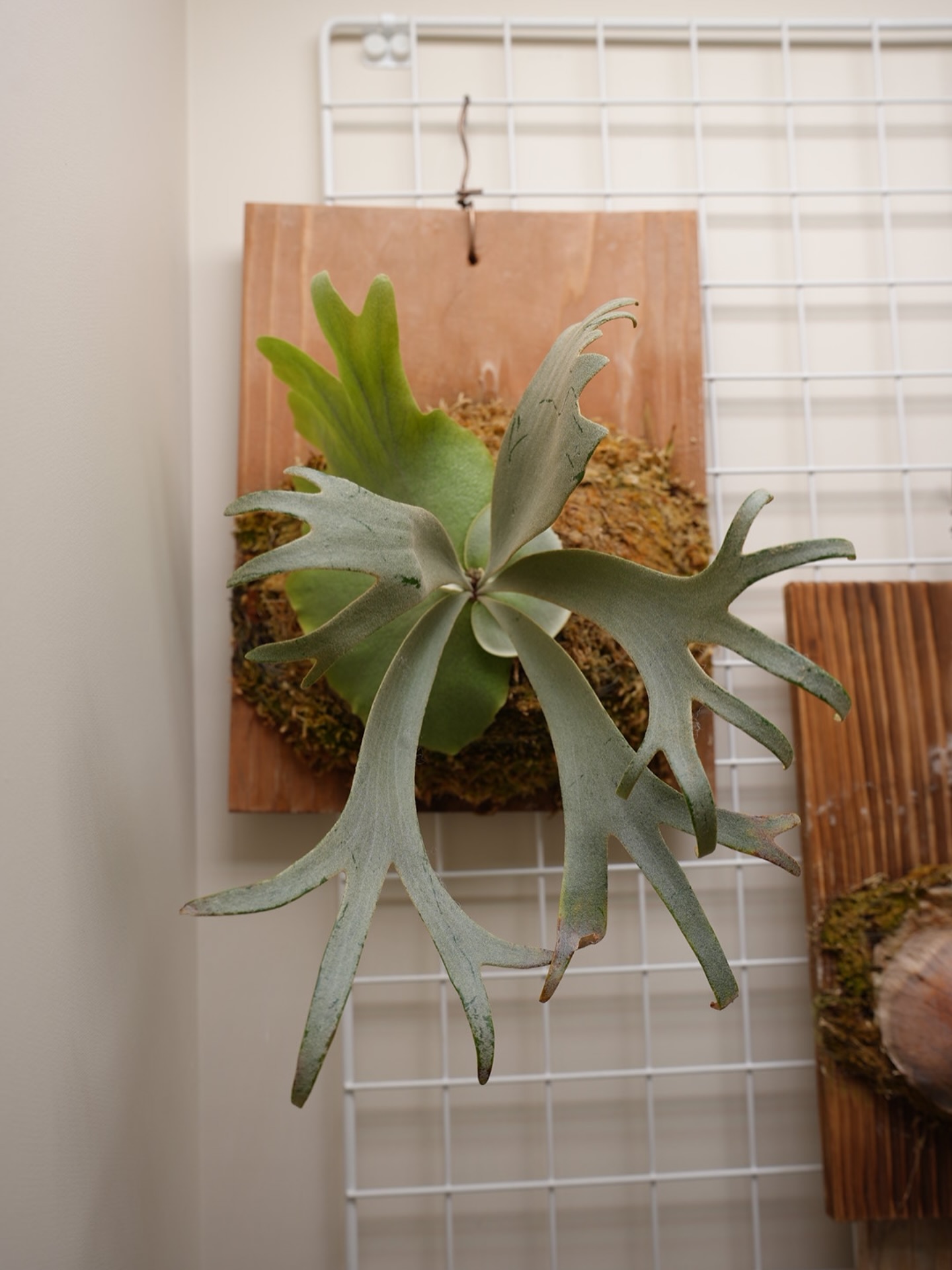 P.willinckii nadare from @190cm_botanical 貯水葉が綺麗に展