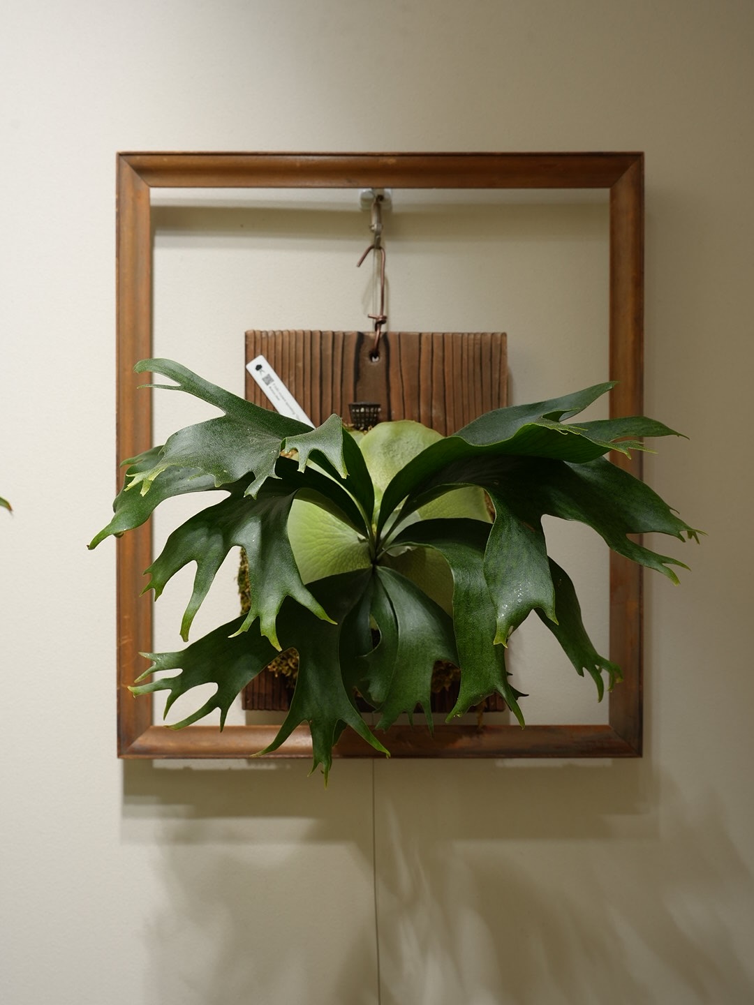 P.hillii mutant sporeling “Group M” From @ukiyo_be