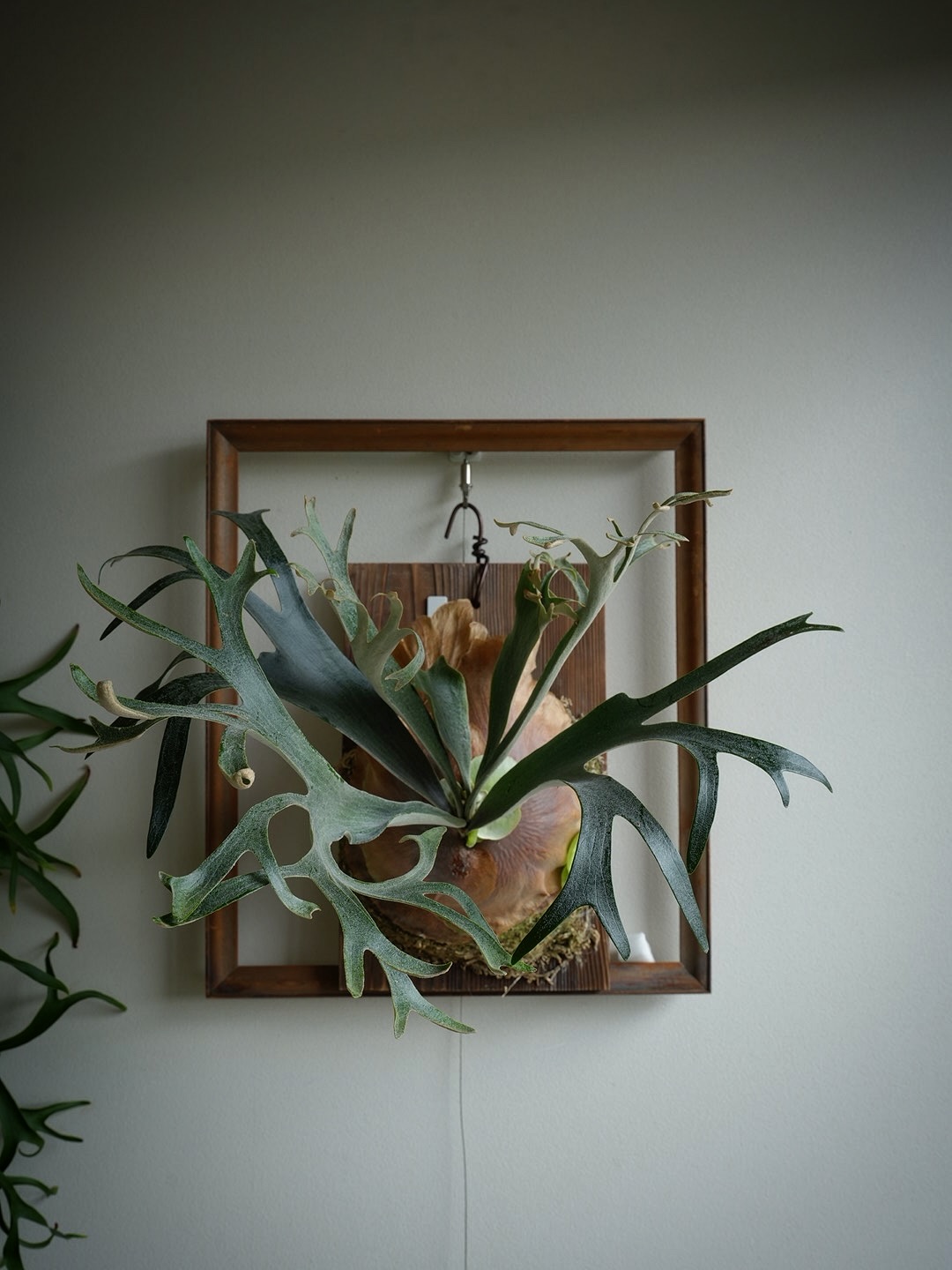 P.willinckii winnie from @big_bell.plants_aqua 好きな