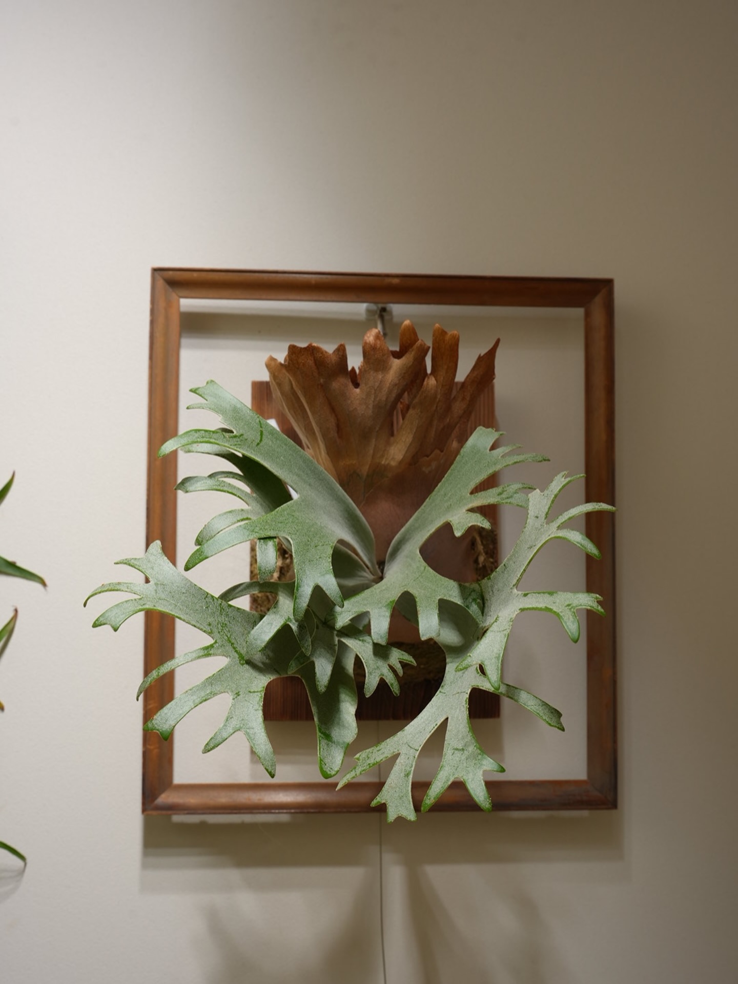 P.willinckii anne from @tmk_plants 貯水葉ターンがやっときた。