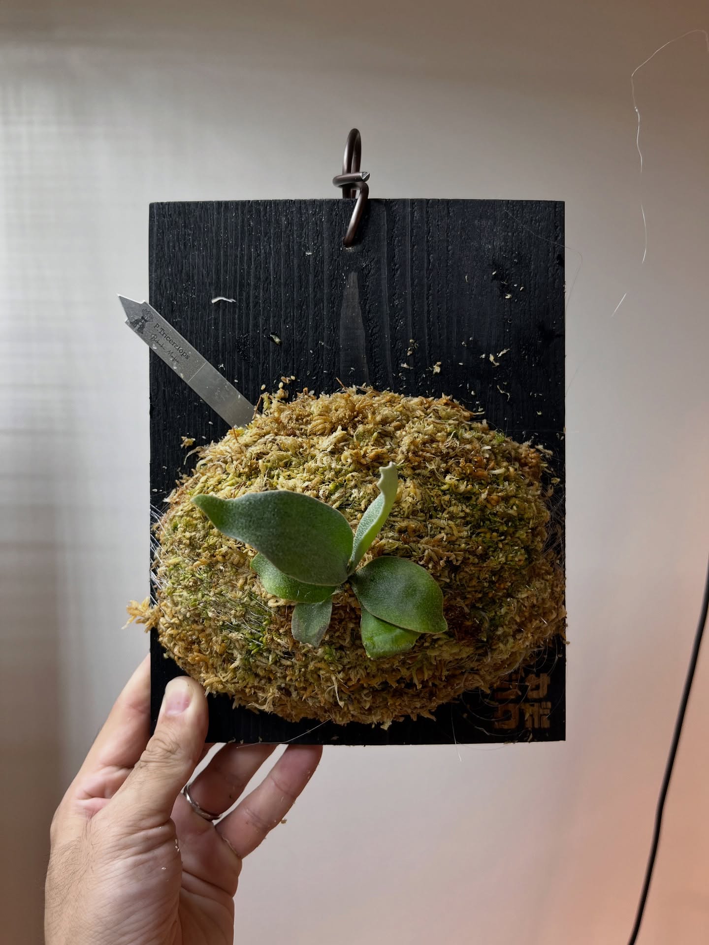 P.Triceratops from @botanical_mafia 根が板に到達したため、苔増し