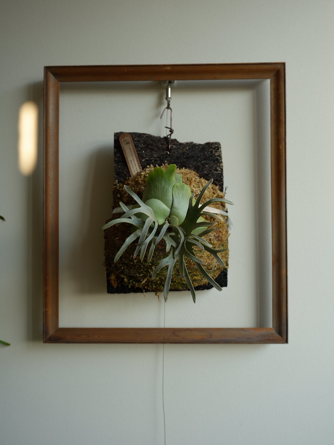 Platycerium willinckii 'Blue Queen' spore dwarf fr