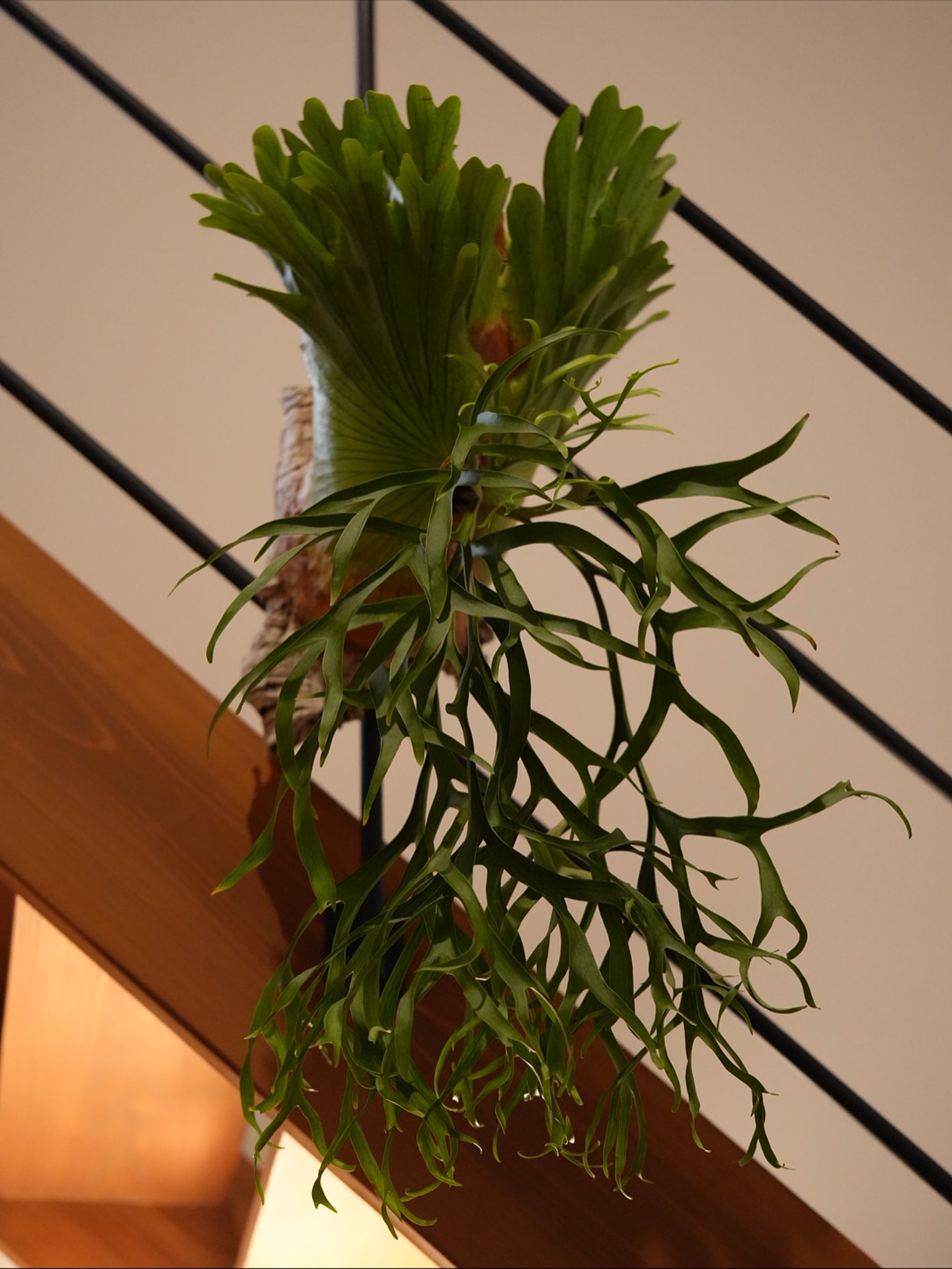 P.coronarium waiwai from @vandaka_plants 今期の胞子葉はめっ