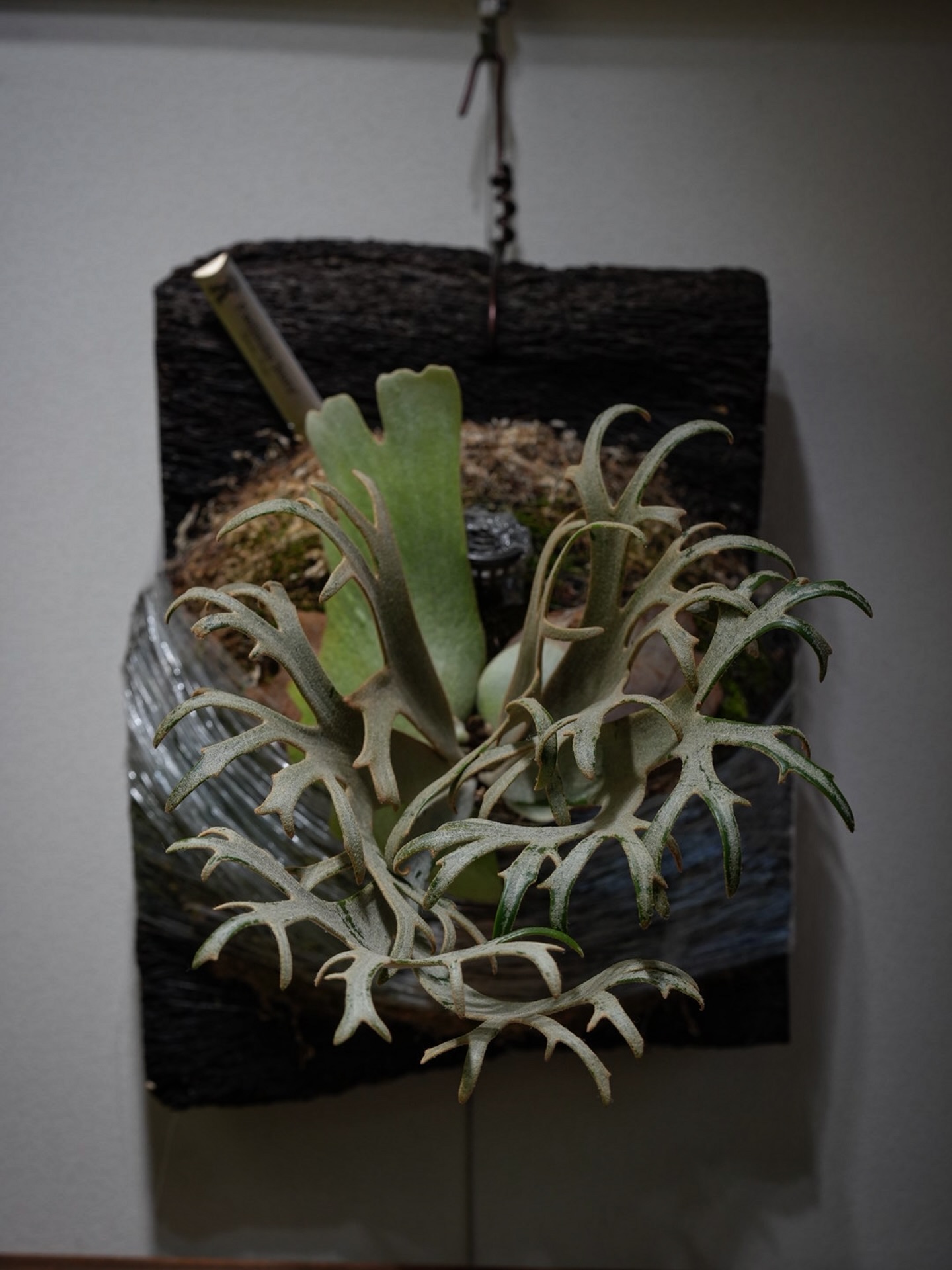 P.willinckii ‘Jenny’ from @bikakumafia 貯水葉ニョキニョキ。 