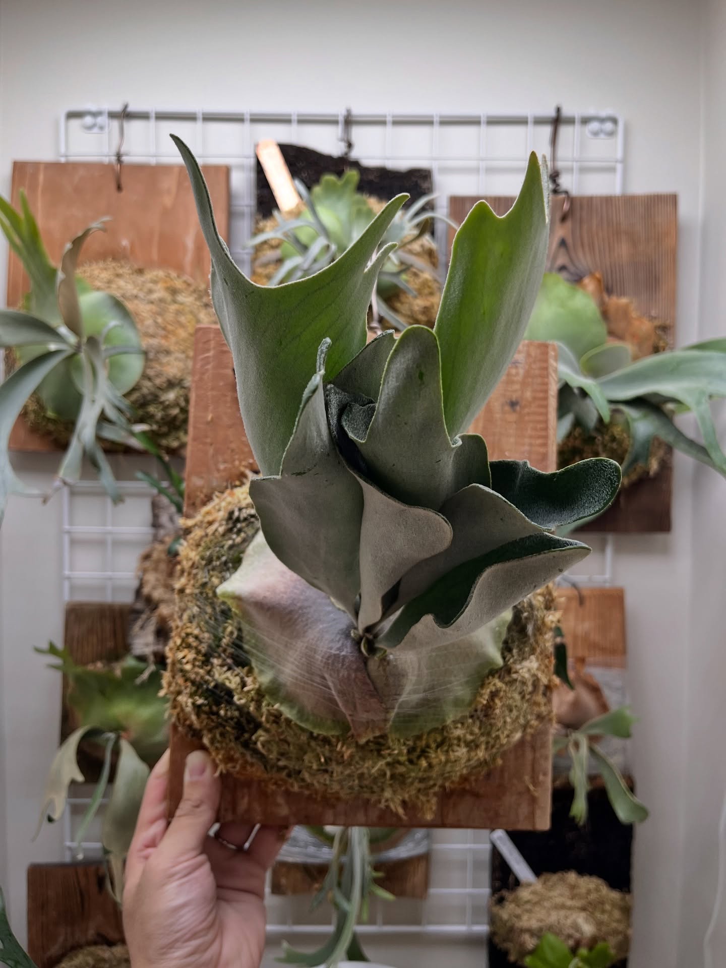 P.Nukul from @ponpowan 根がバチバチだったので、苔増し、板替え、マグァンプ、コ