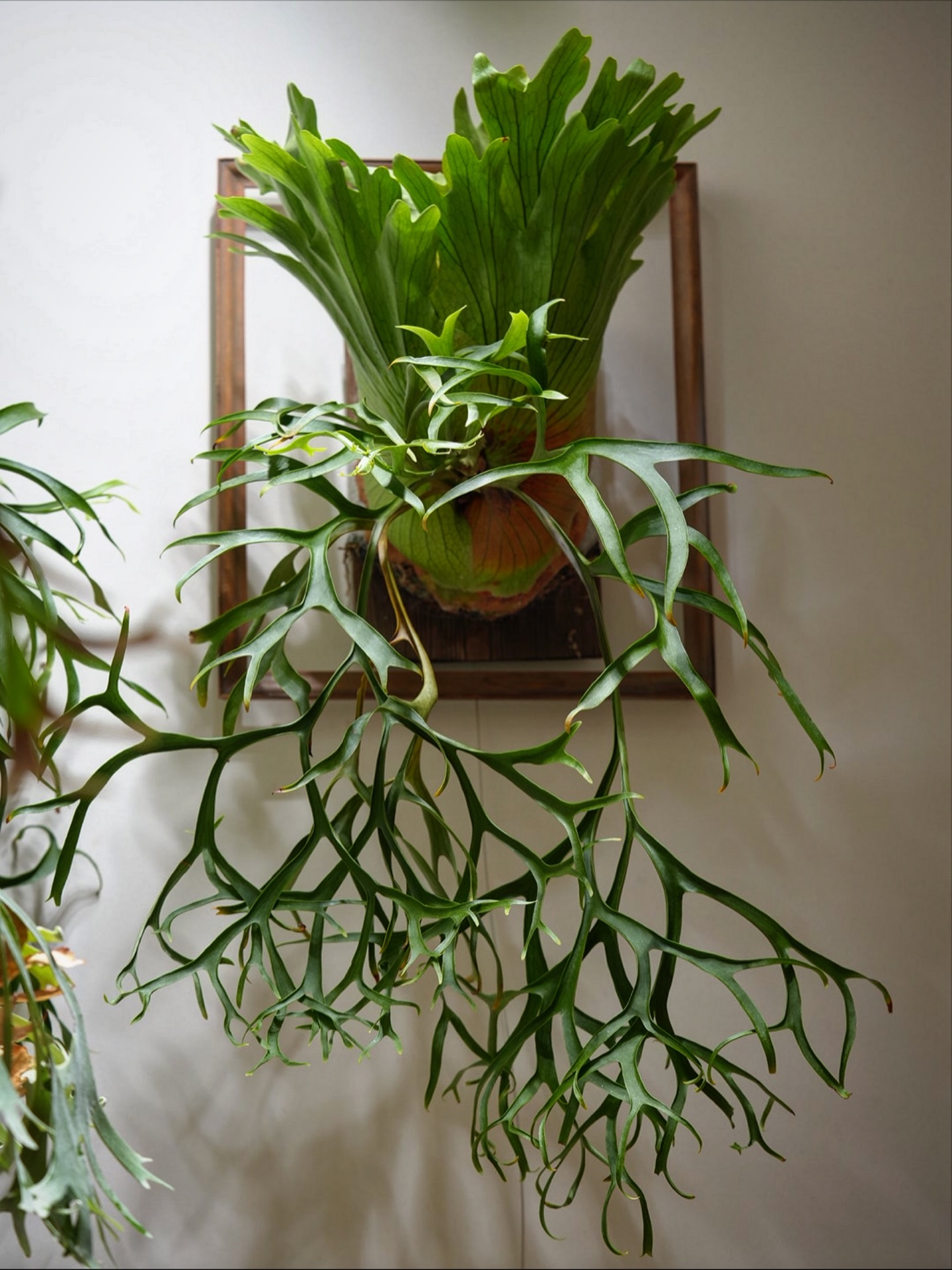 P.coronarium from @katsu_hibino コロナリウムはいいぞ 新しい胞子葉は