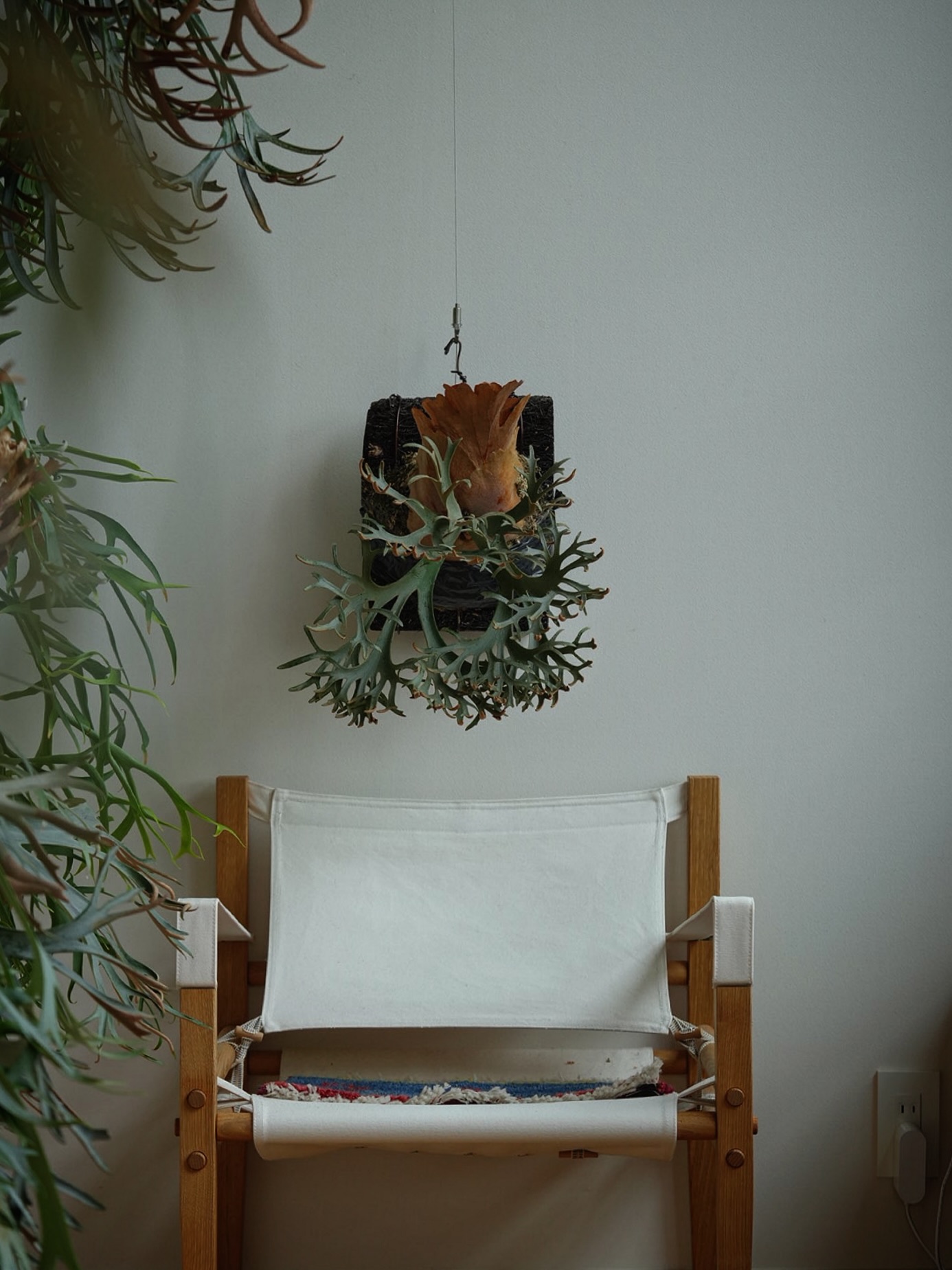 Platycerium willinckii OMG ドワーフ小さいですわ