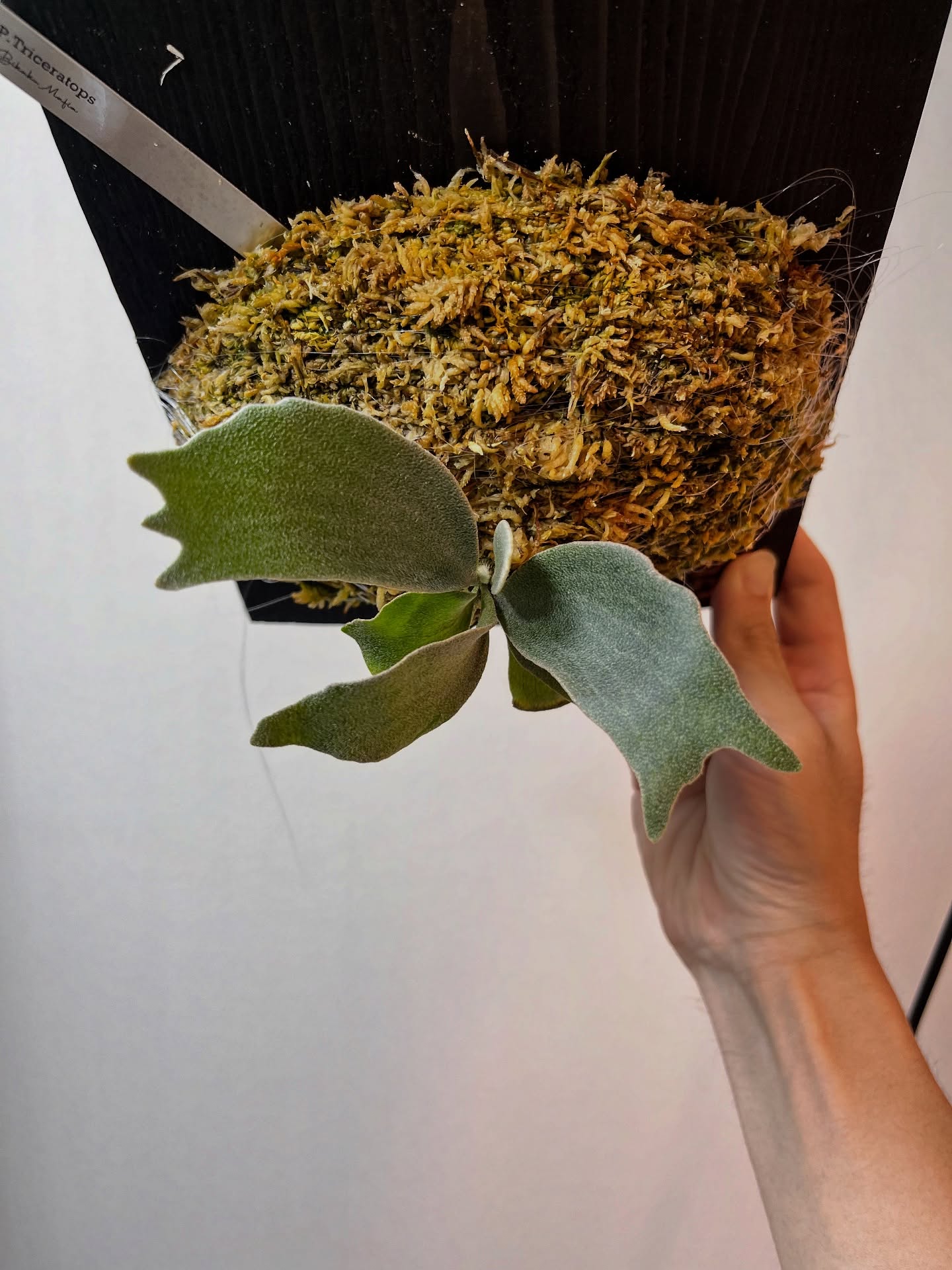 P.Triceratops from @botanical_mafia こいつはシルバーウィングの選