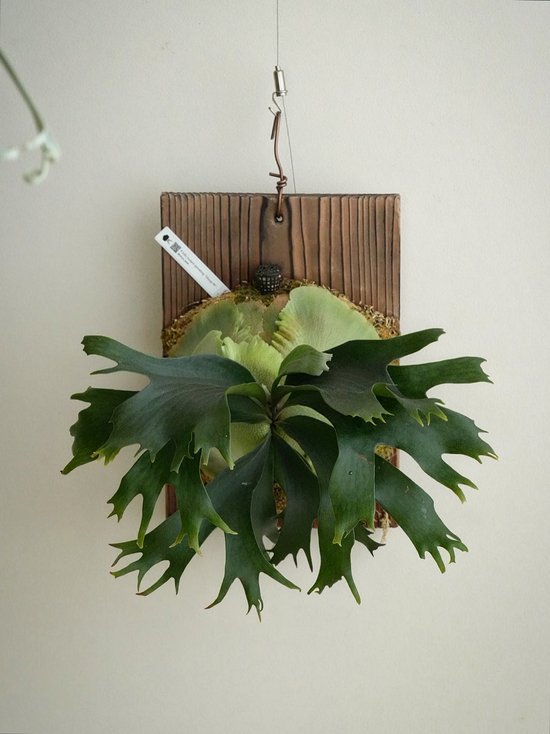 P.hillii mutant sporeling “Group M” From @ukiyo_be