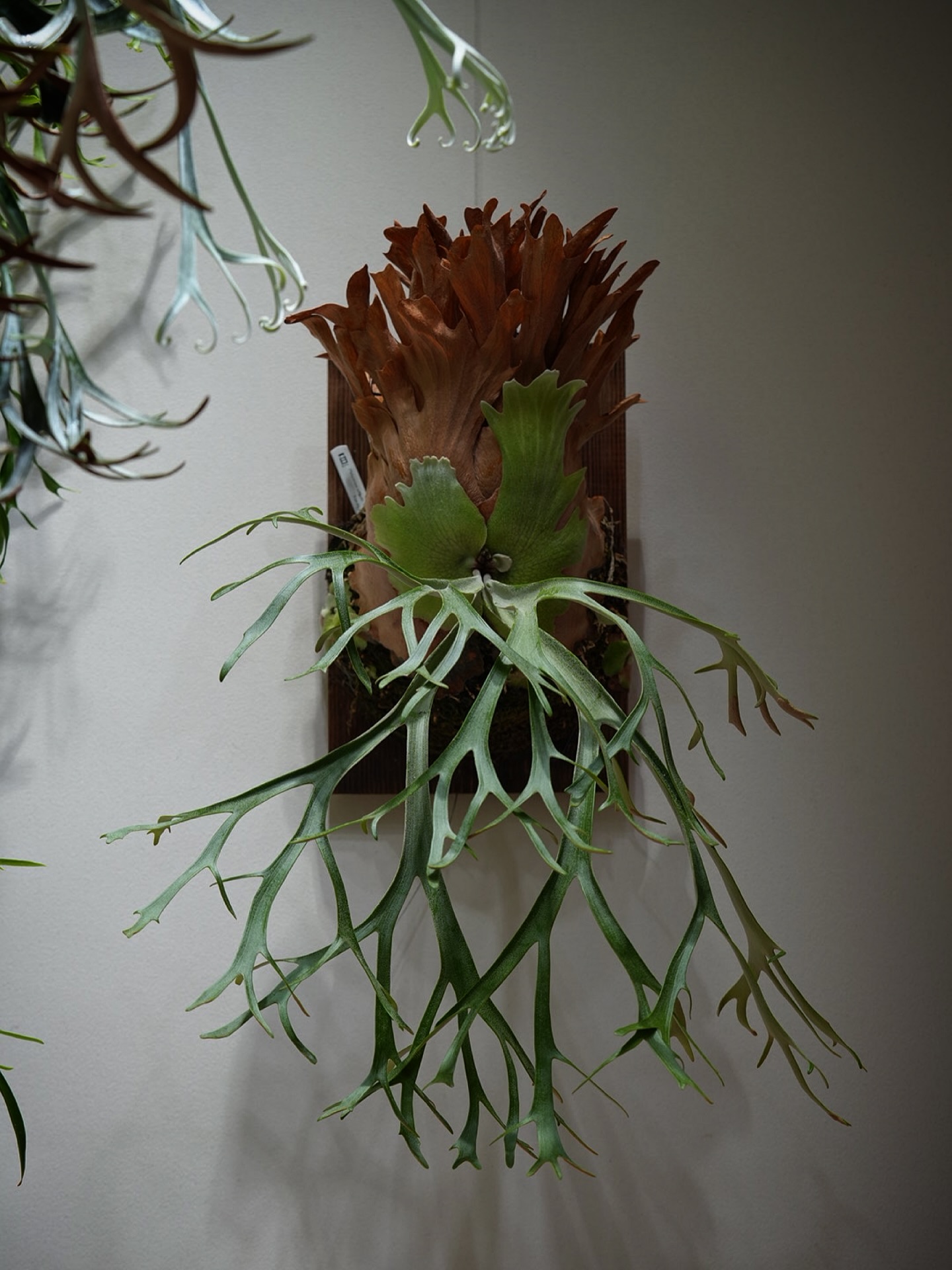 P.willinckii 伊弉諾