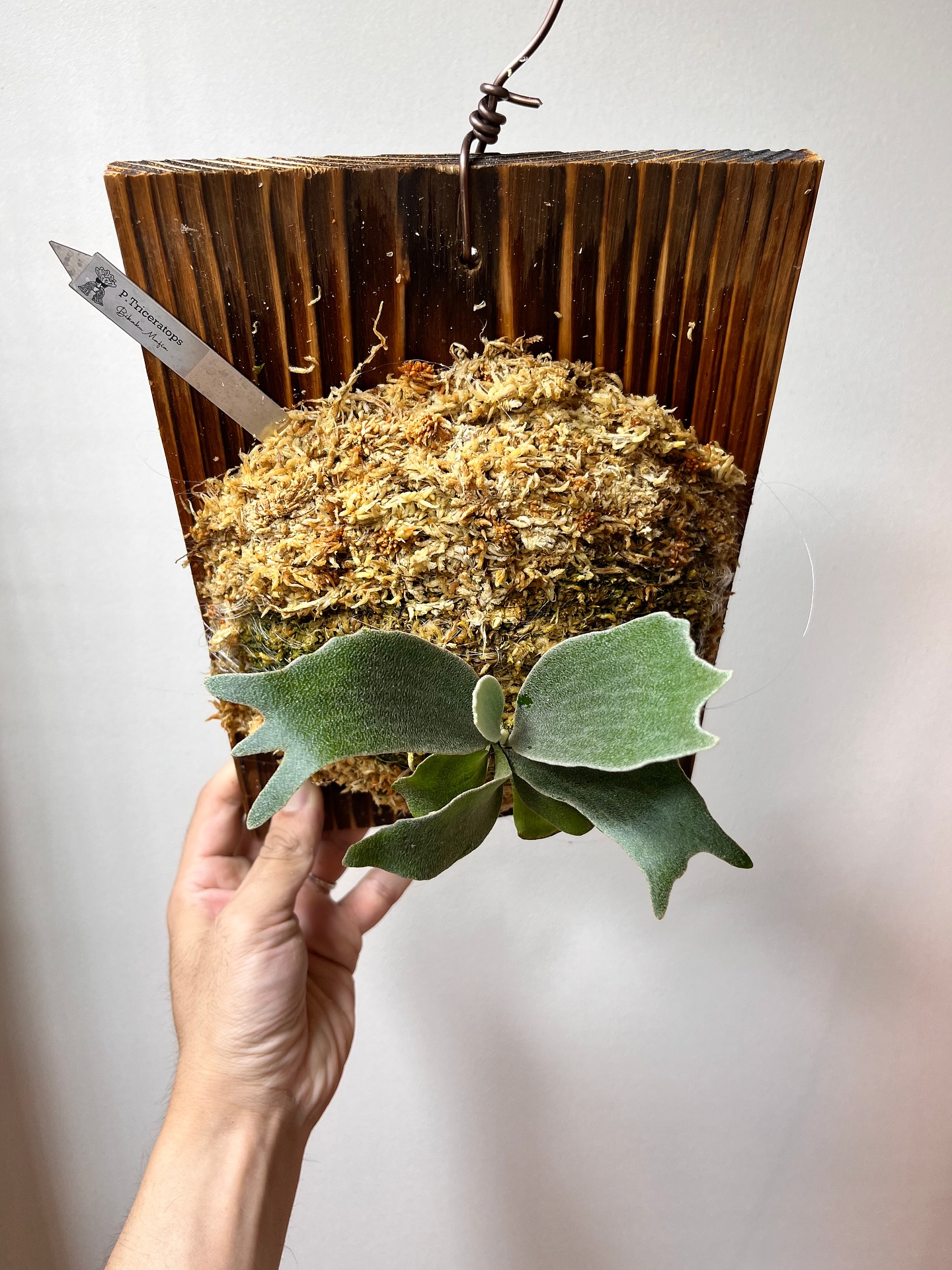 P.Triceratops from @botanical_mafia 根が板に到達したため、コケま