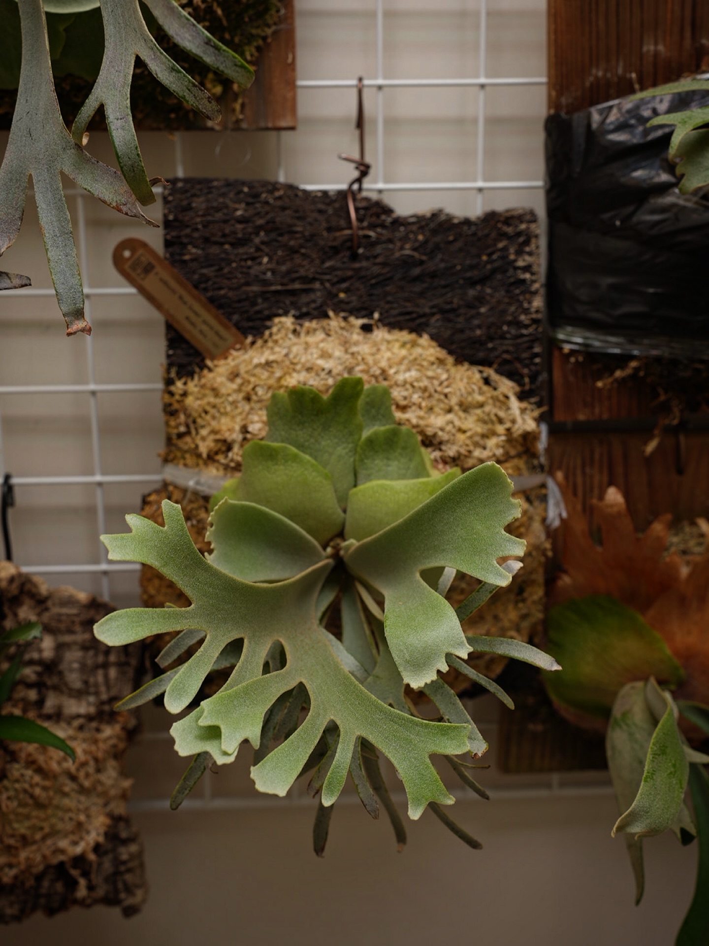 Platycerium willinckii 'Blue Queen' spore dwarf fr