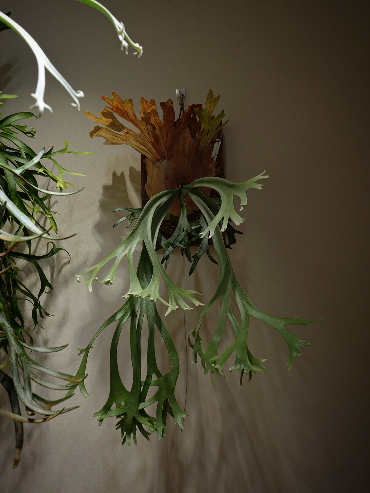 P.willinckii gabriel from @iggy421 今のところ素直なウィリンキーち