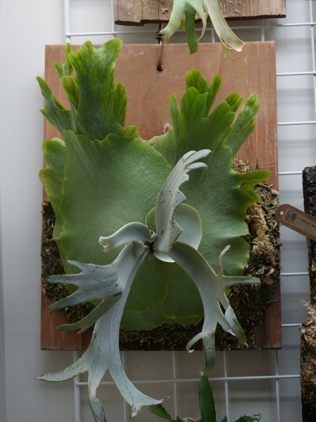 P.willinckii nadare from @190cm_botanical いいね