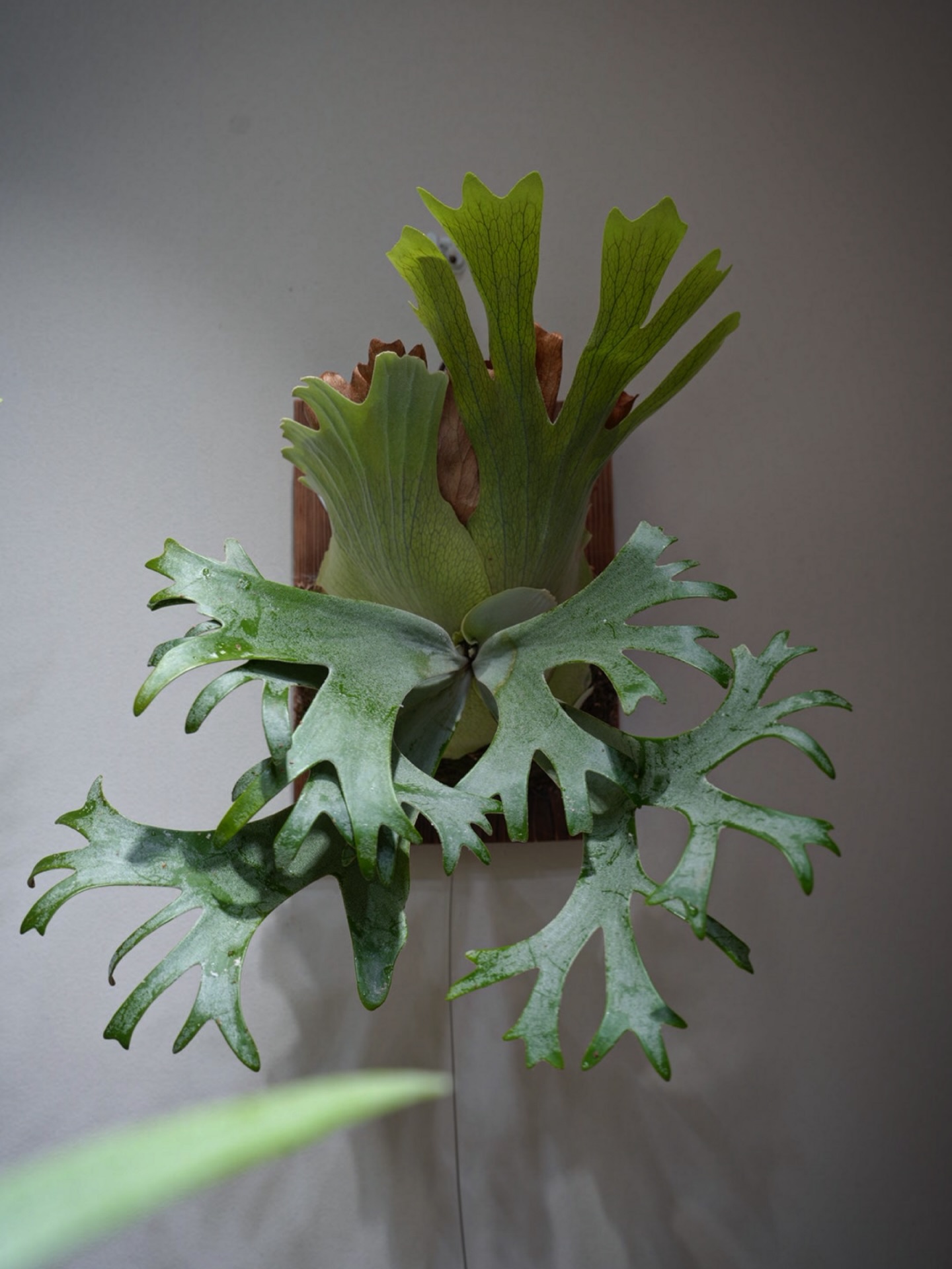 P.willinckii anne from @tmk_plants いいですわな