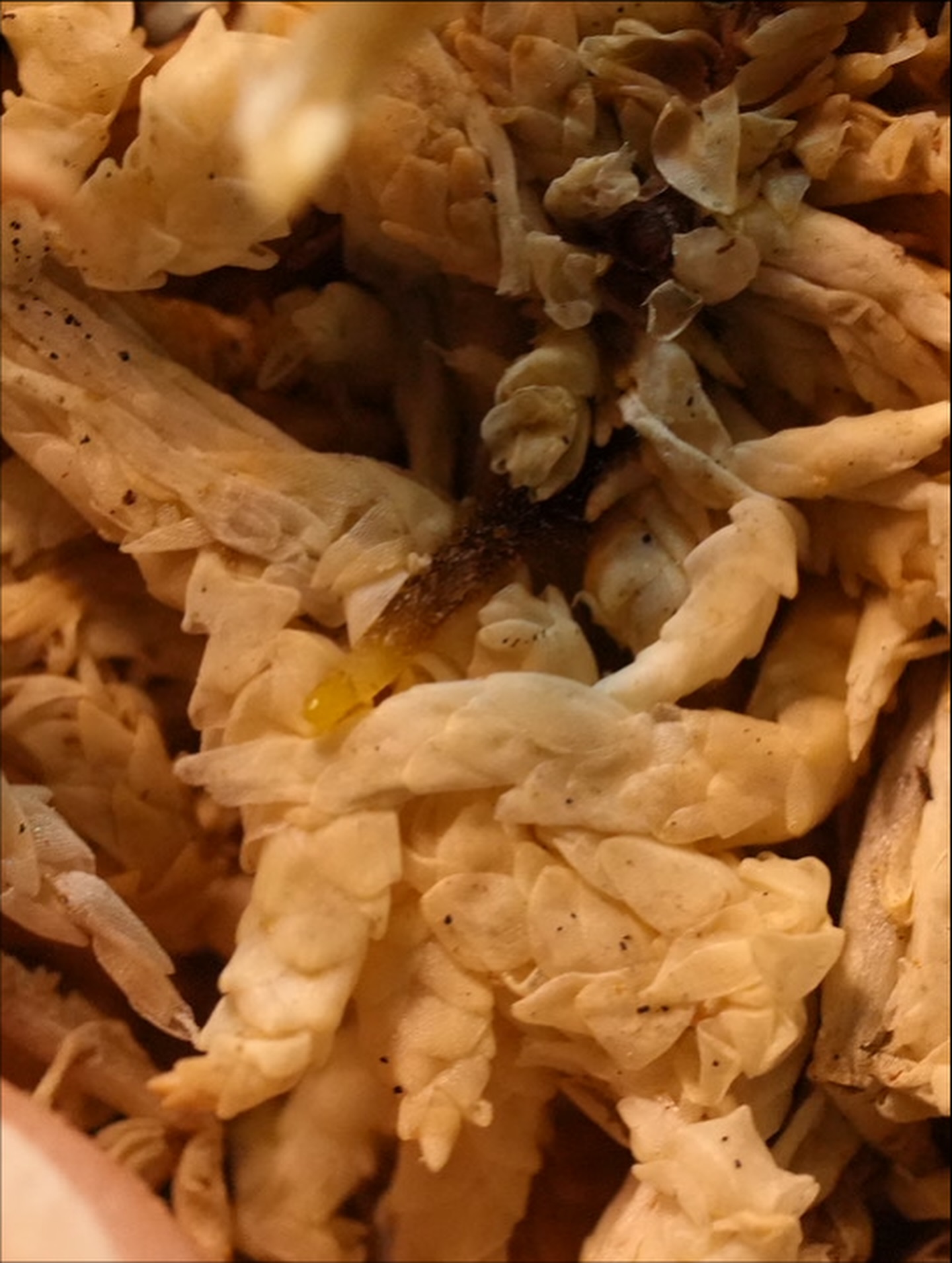 根が水苔から頭を出している様子