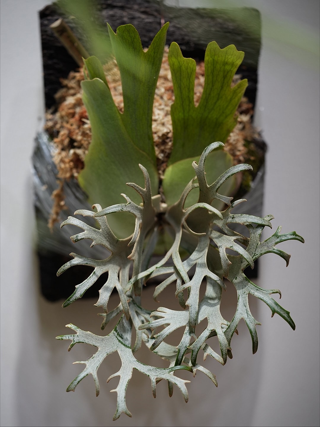 P.willinckii "Jenny" from @bikakumafia 貯水葉裏側に水苔詰めま