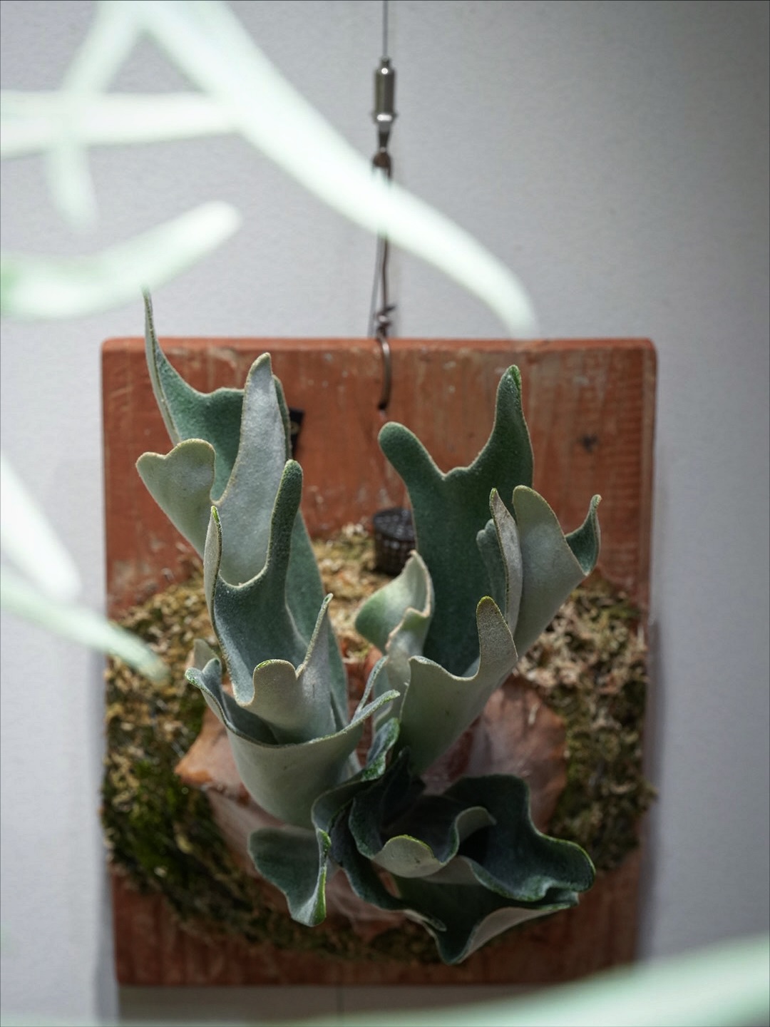 P.Nukul from @ponpowan なかなかの佳株