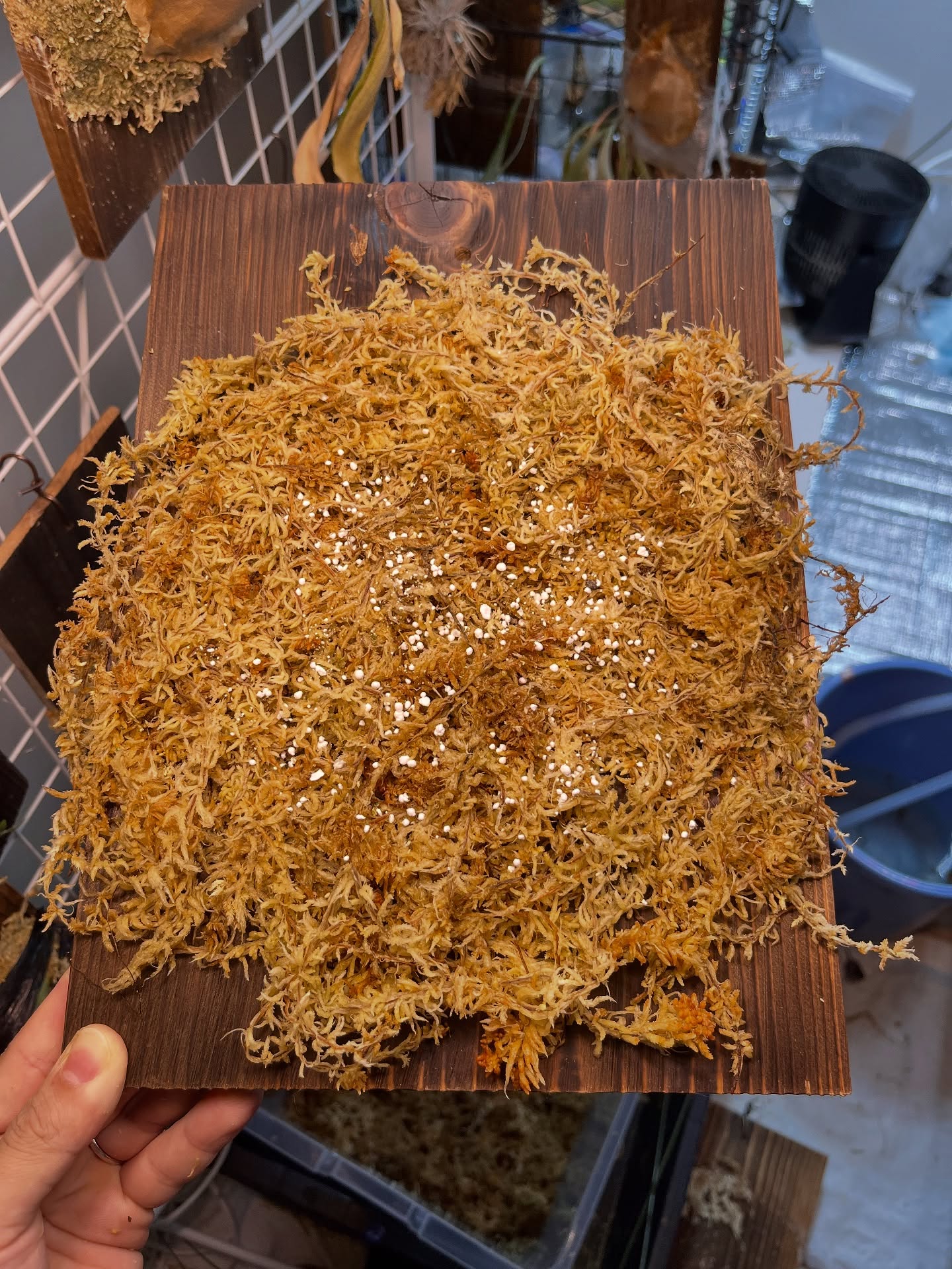 マグァンプKを水苔にまんべんなく振る