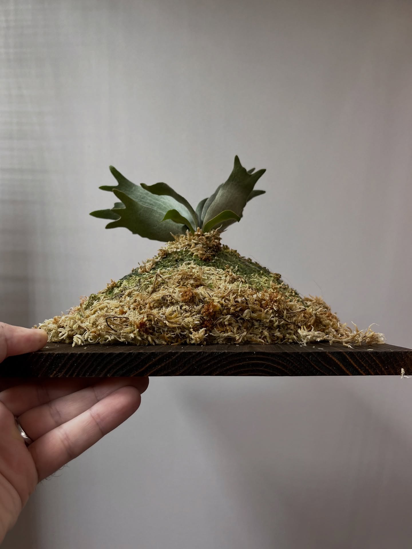 マウント完了後