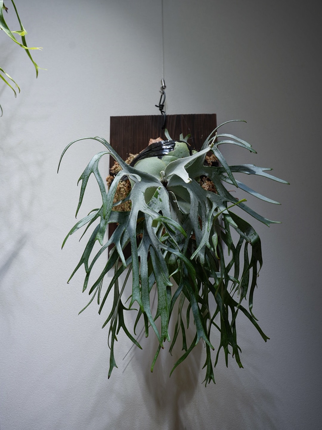 P.willinckii Polaris from @ponpowan ずっとおじさんのうちに居ても