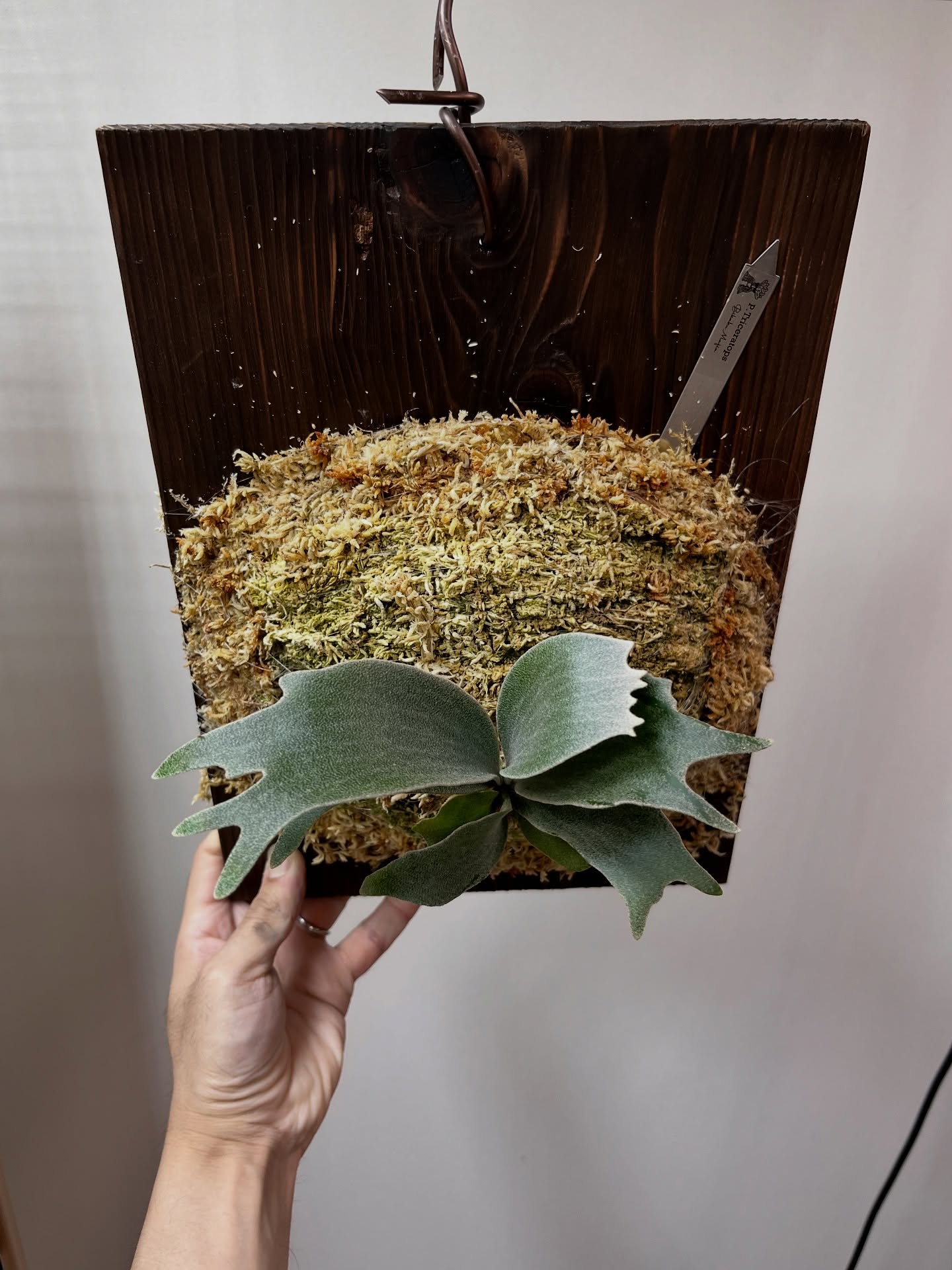 P.Triceratops from @botanical_mafia 根が板に到達したらピン留め板