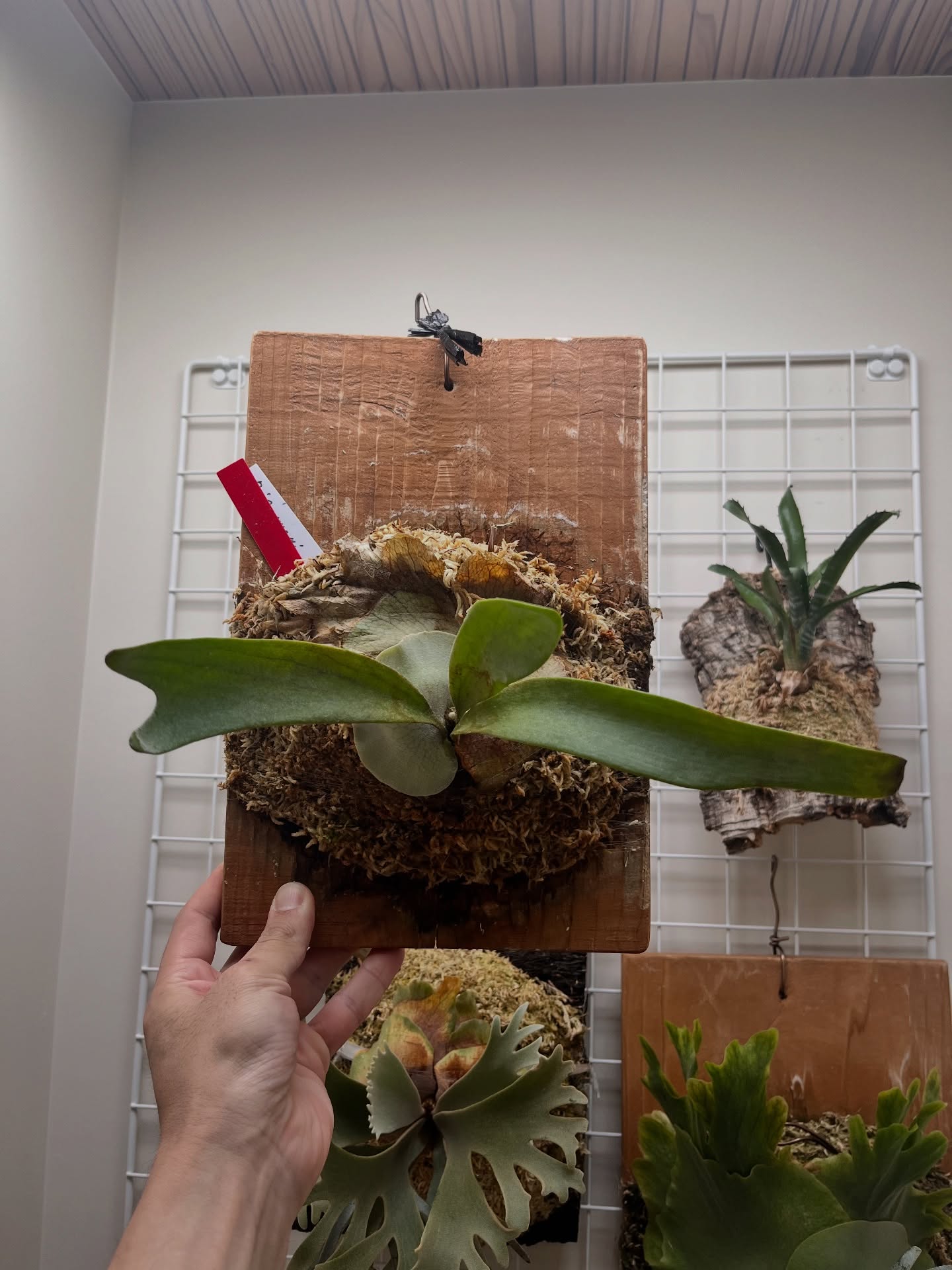 P.Cayman from @katsu_hibino 板替え、苔増し、マグァンプ。 こうやって品種