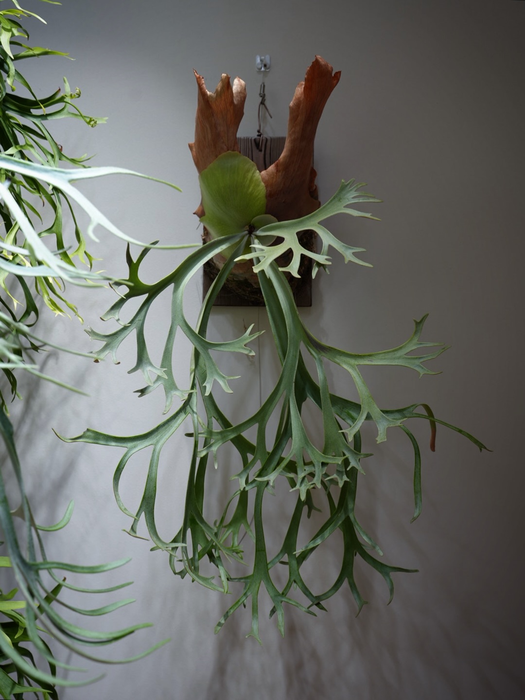 P.willinckii blue queen 調子持ち直したわな