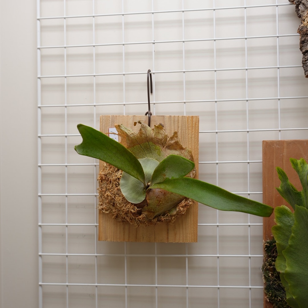 P.Cayman from @katsu_hibino 面白そうな株を購入。 早く大きくなってほしい