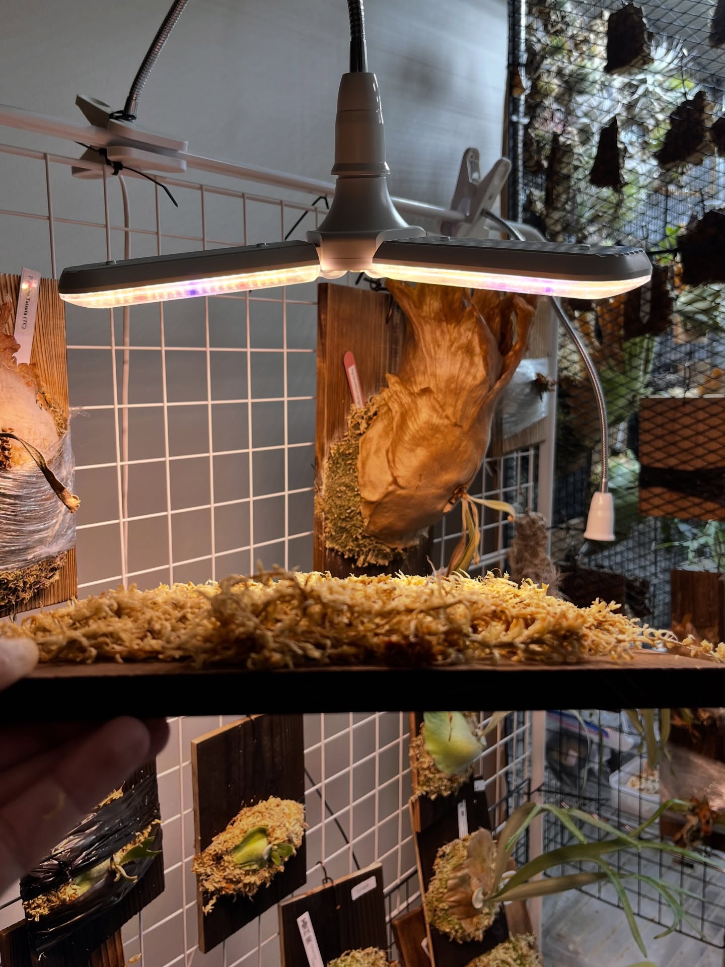 水苔の厚み1cm程度