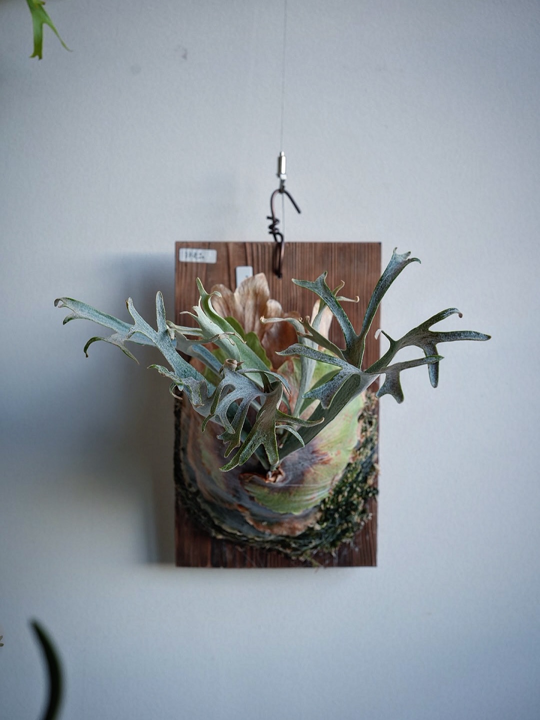 P.willinckii winnie from @big_bell.plants_aqua 本当は