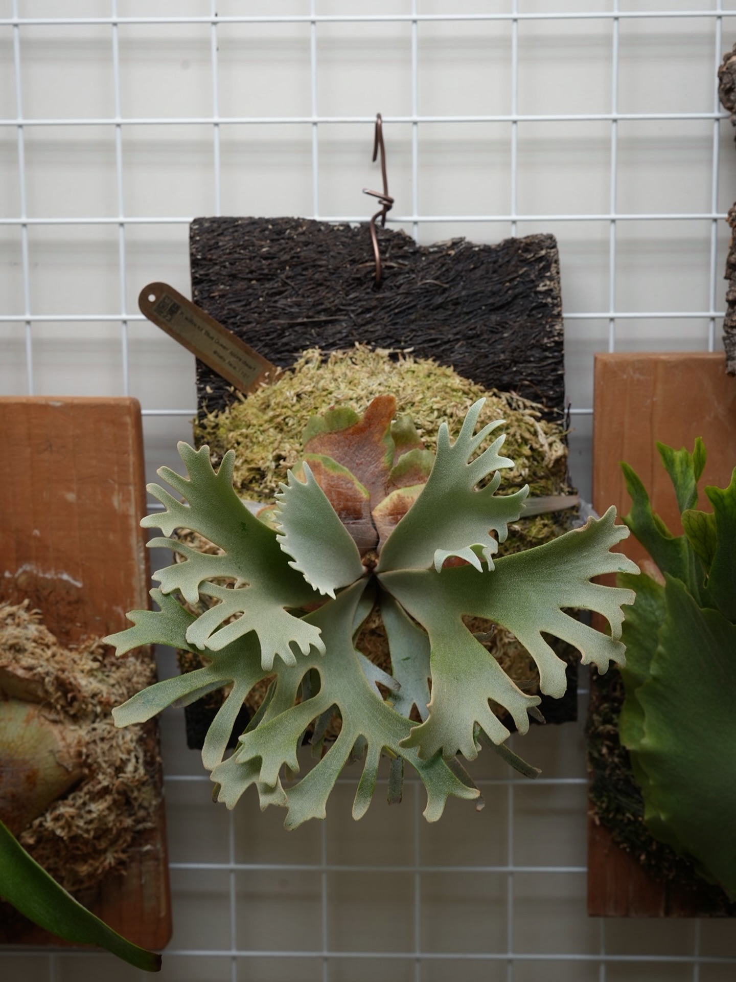 Platycerium willinckii ‘Blue Queen’ spore dwarf fr