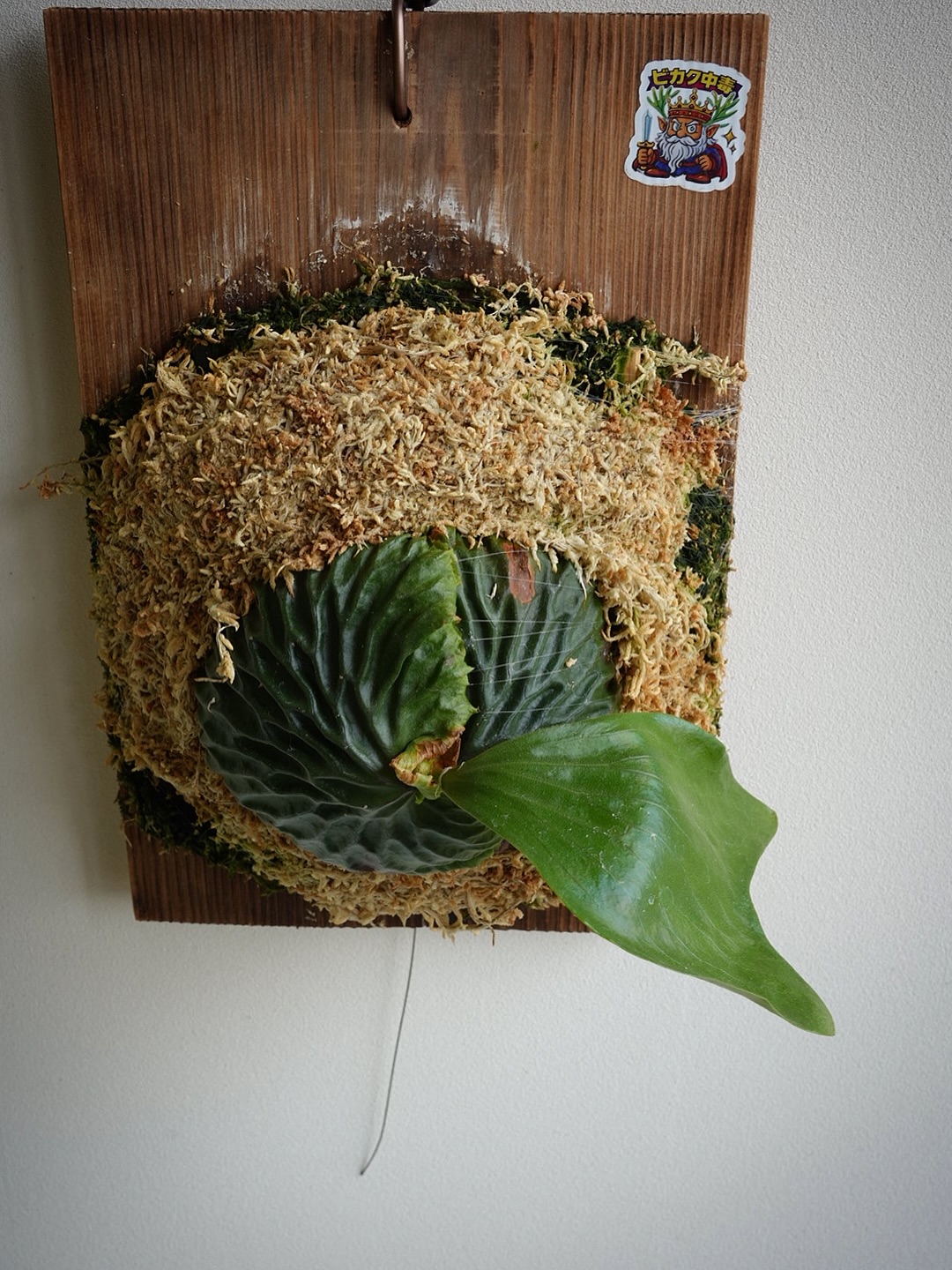 P.madagascariense from @keiki_521 胞子葉ニョキニョキです。 毎日水