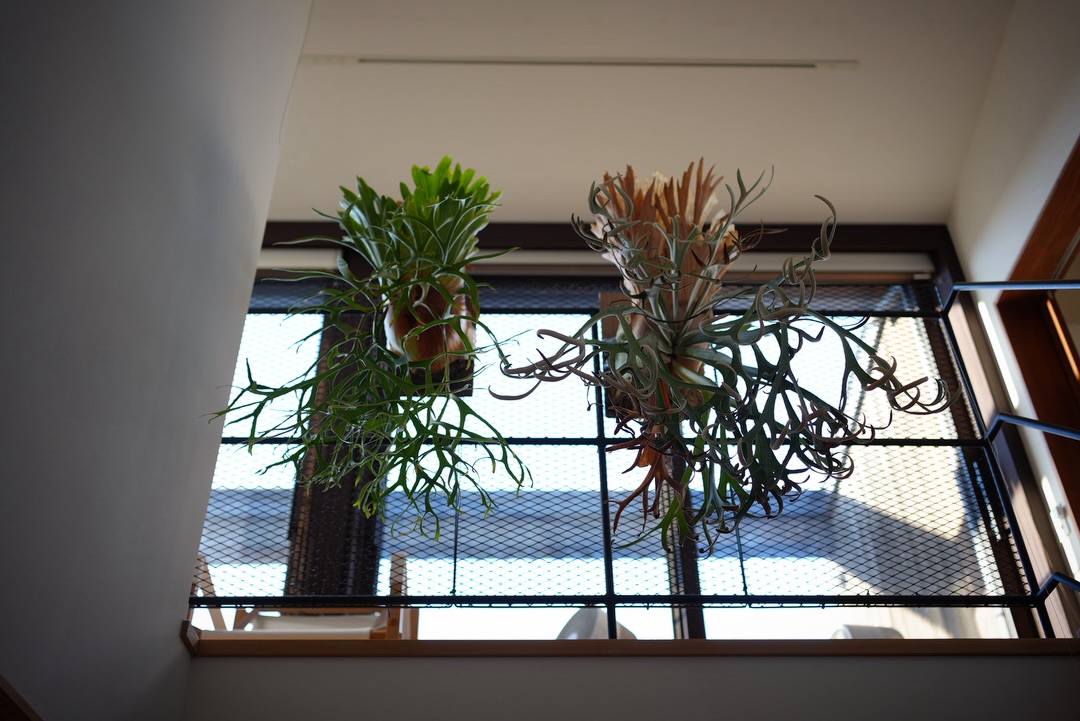 ビカクシダのある暮らし