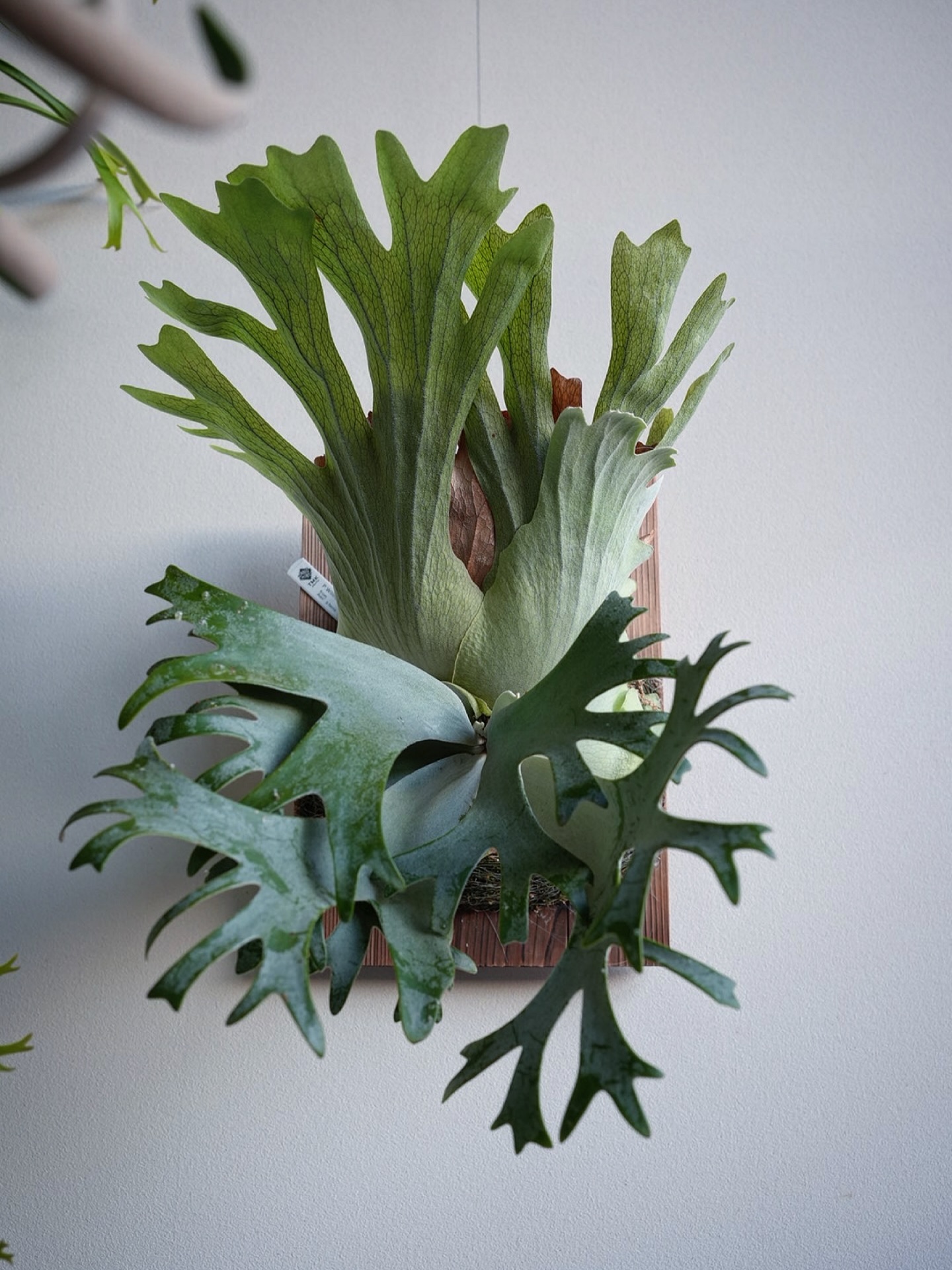 P.willinckii anne from @tmk_plants 貯水葉はいい感じに出来そう。