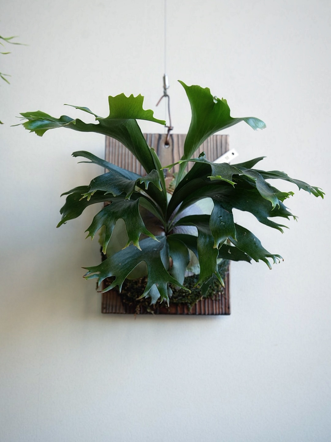 P.hillii mutant sporeling “Group M” From @ukiyo_be