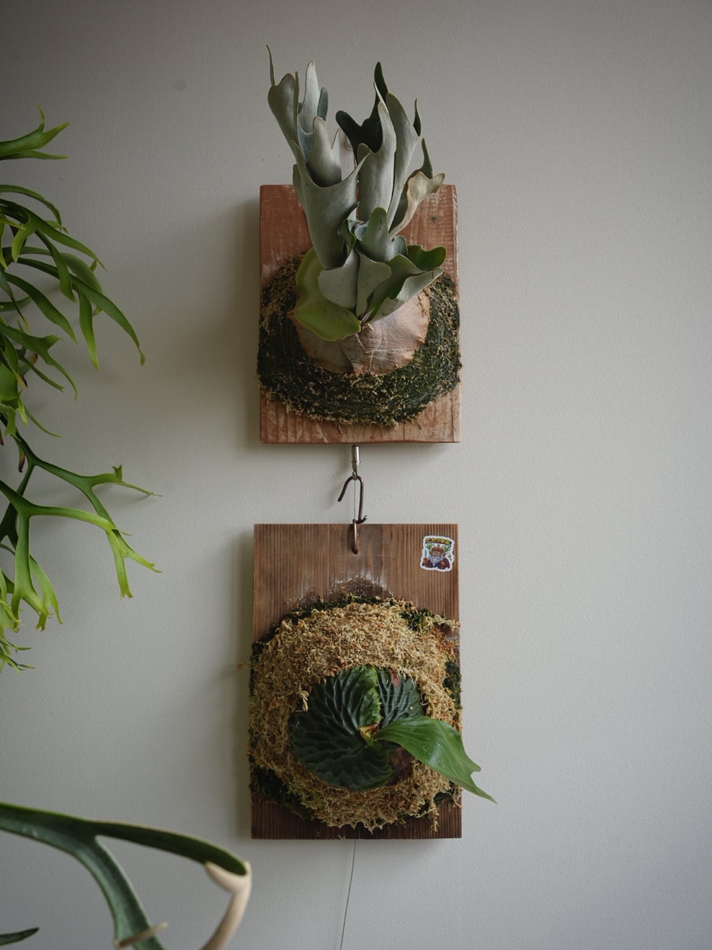 P.Nukul from @ponpowan P.madagascarience from @kei