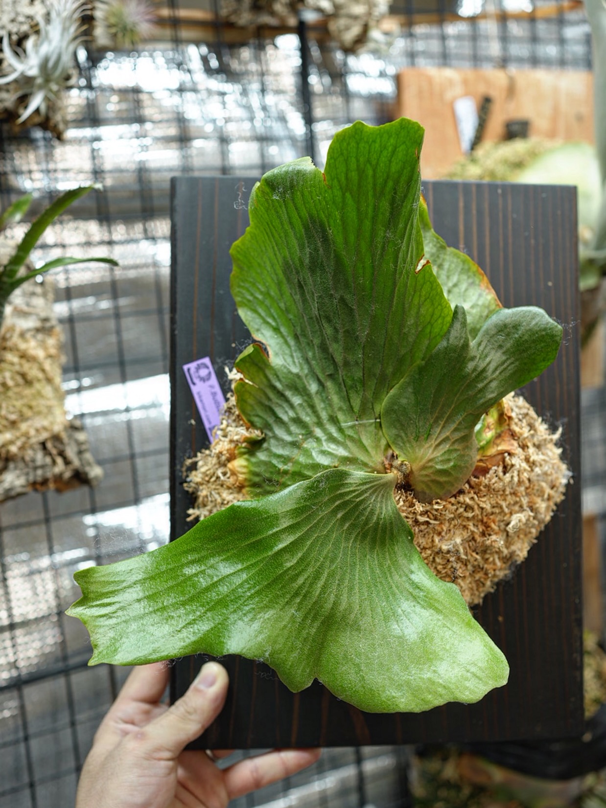 P.Budsaba from @bikamori_wife 実はずっと育てたかったビカク。 めっちゃ