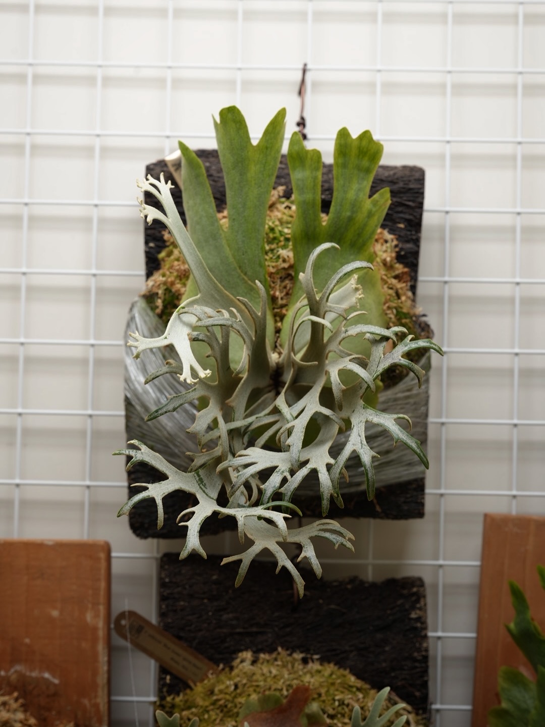 P.willinckii ‘Jenny’ from @bikakumafia ええですわな