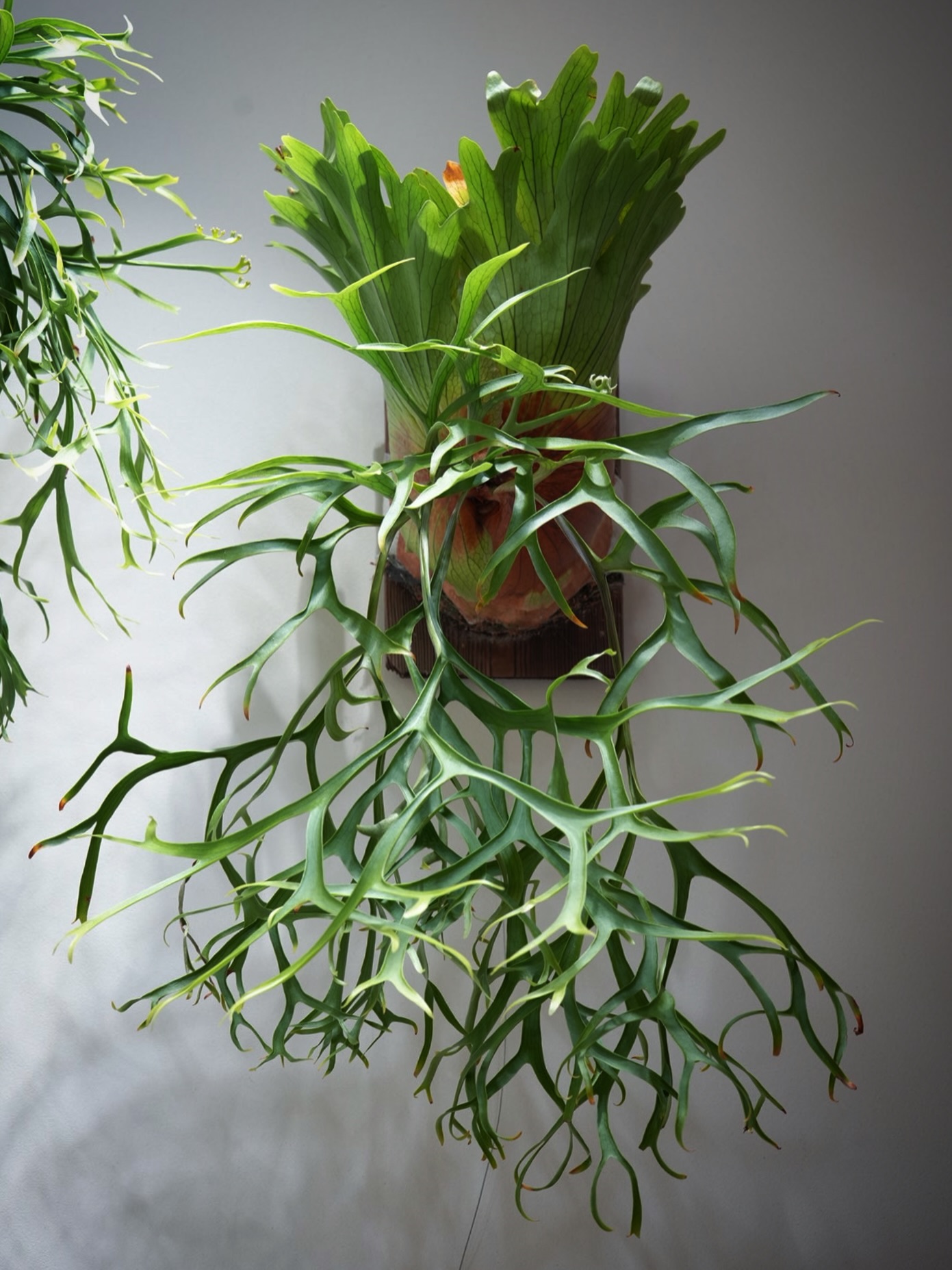 P.coronarium from @katsu_hibino コロナリウムはいいぞ