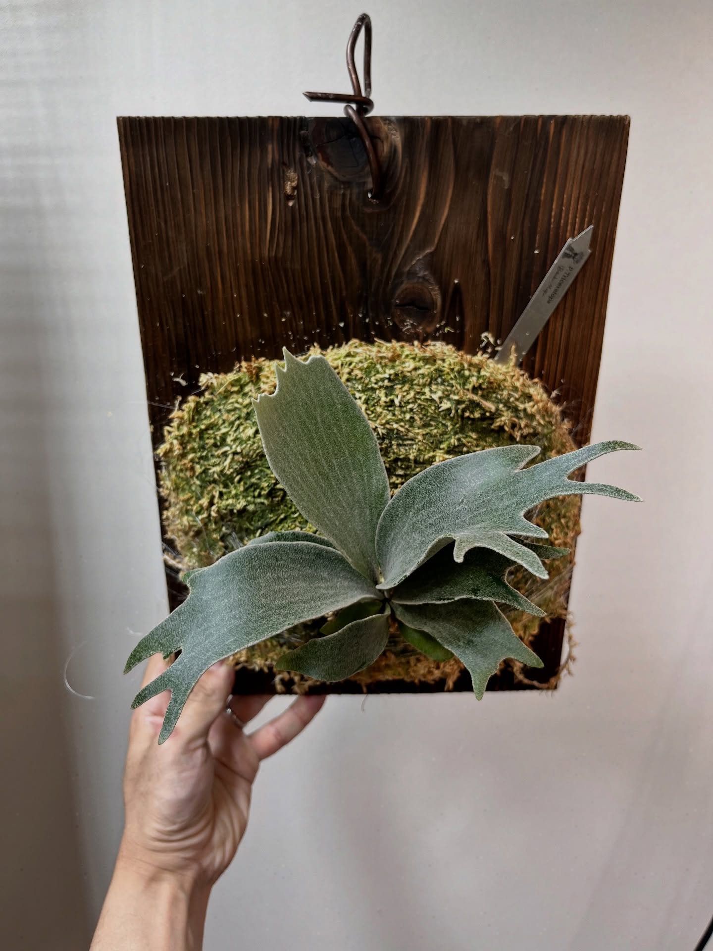 P.Triceratops from @botanical_mafia 成長がめっちゃ早い。