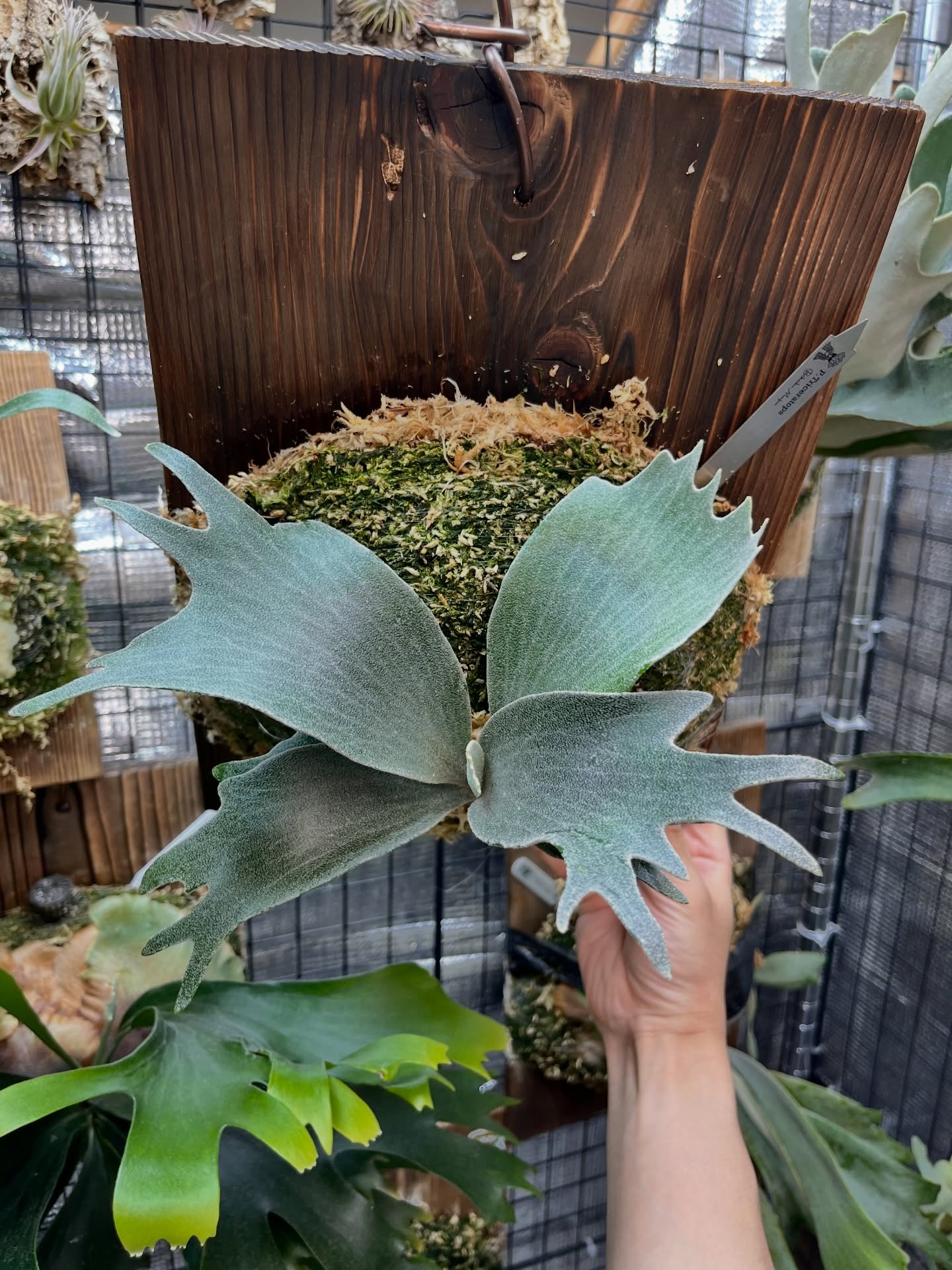 P.Triceratops from @botanical_mafia 板に根が到達したため、苔増し