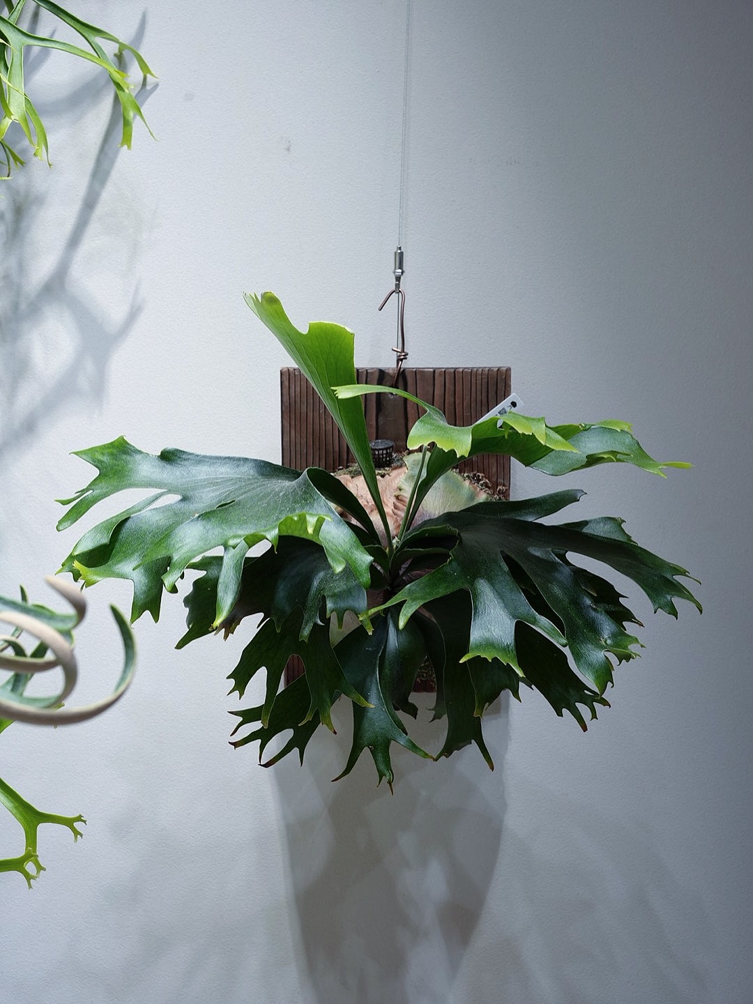 P.hillii mutant sporeling “Group M” From @ukiyo_be