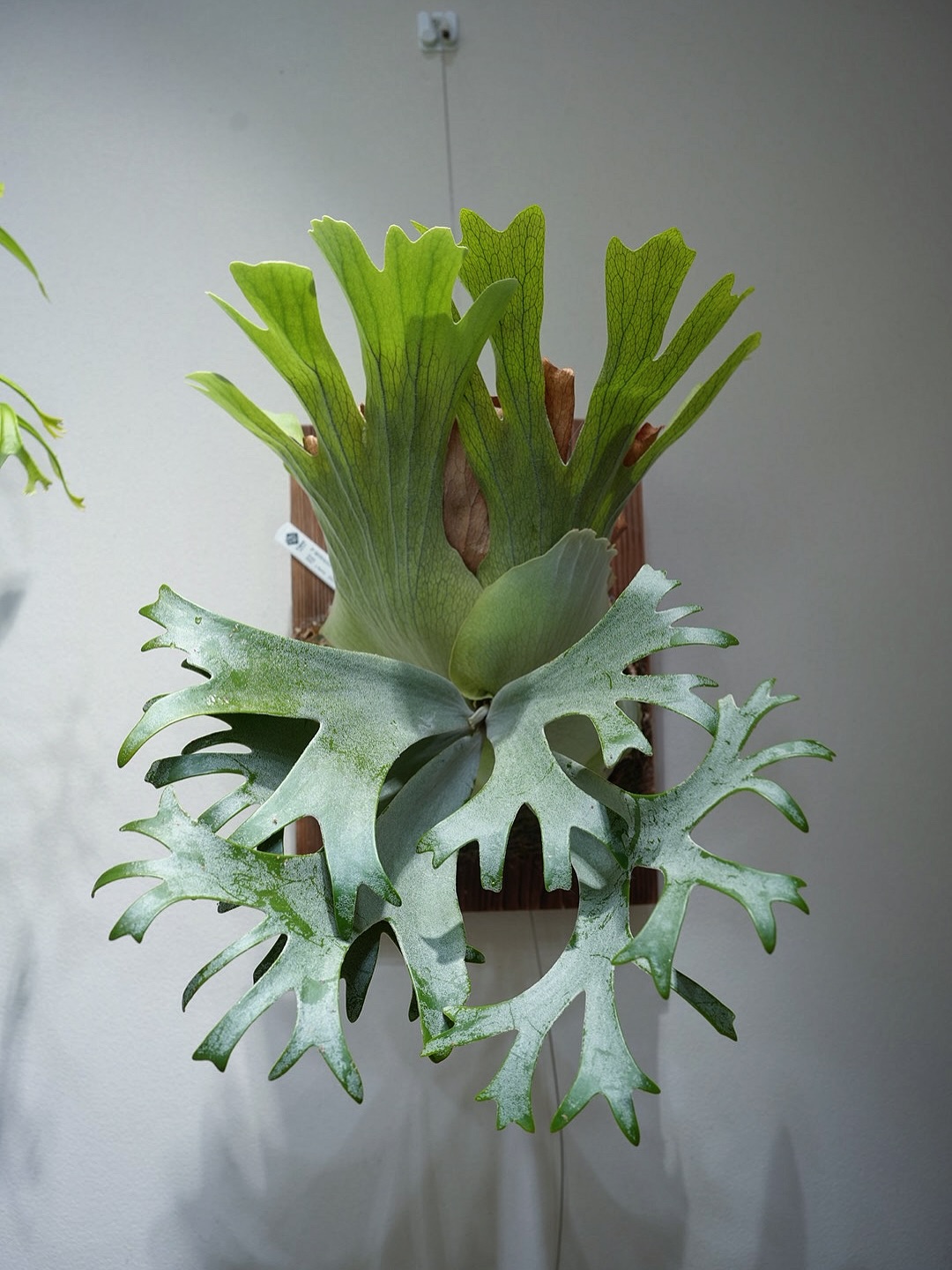 P.willinckii anne from @tmk_plants ええですわな