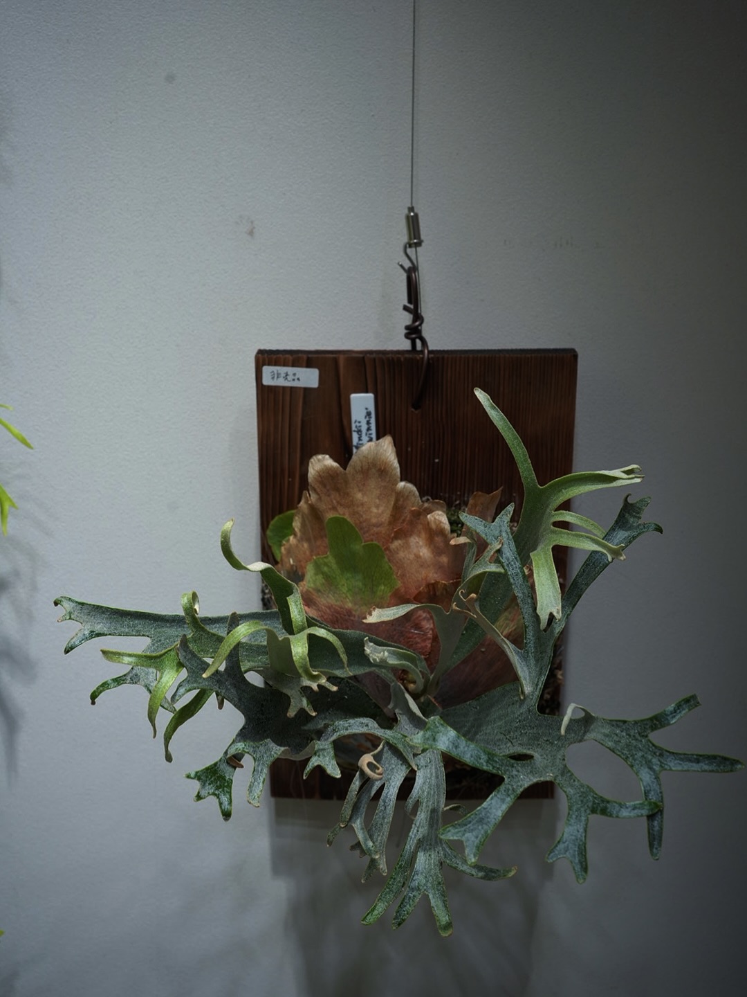 P.willinckii winnie from @big_bell.plants_aqua くせつ