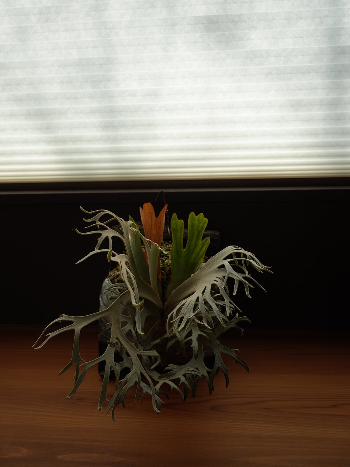 P.willinckii ‘Jenny’ from @bikakumafia たっかいたっかい草です