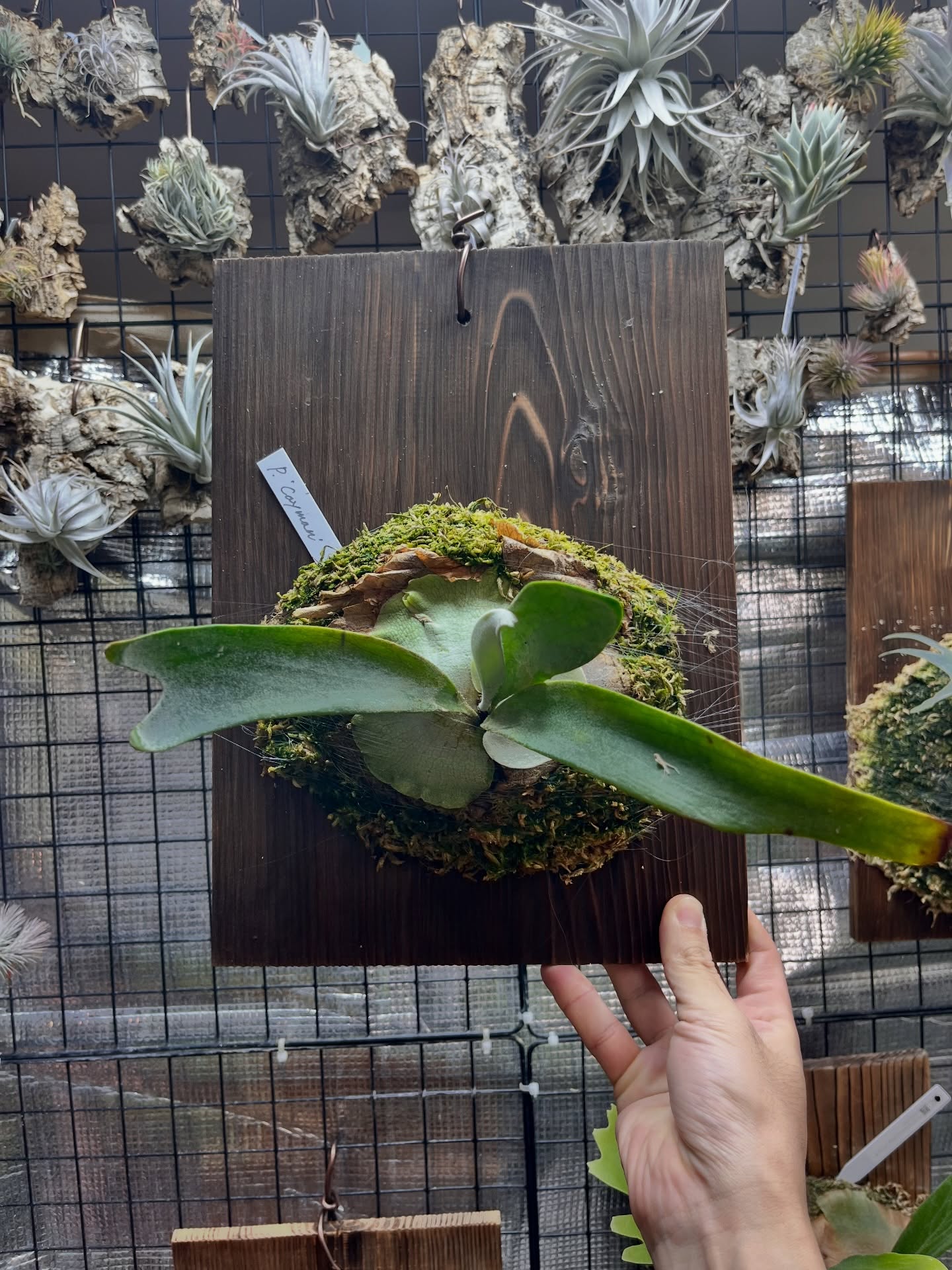 P.Cayman from @katsu_hibino 板替え 成長は遅め。